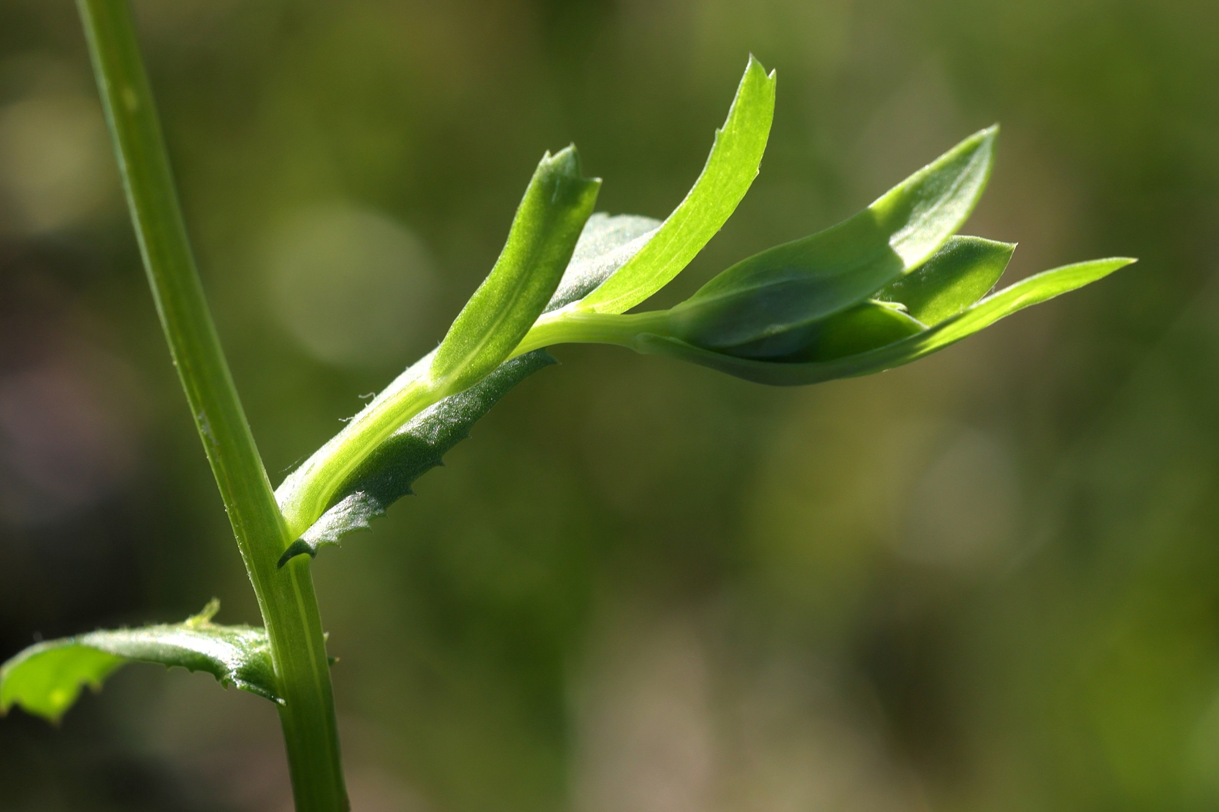glebionis_segetum7md