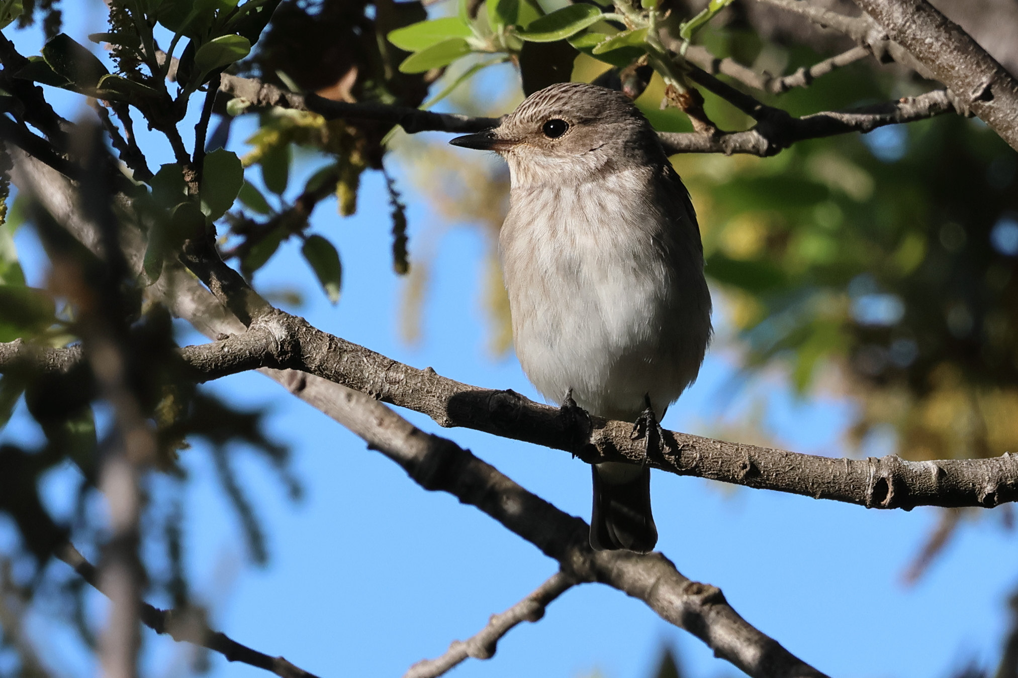 gobemouche_gris_-_muscicapa_striata8bd