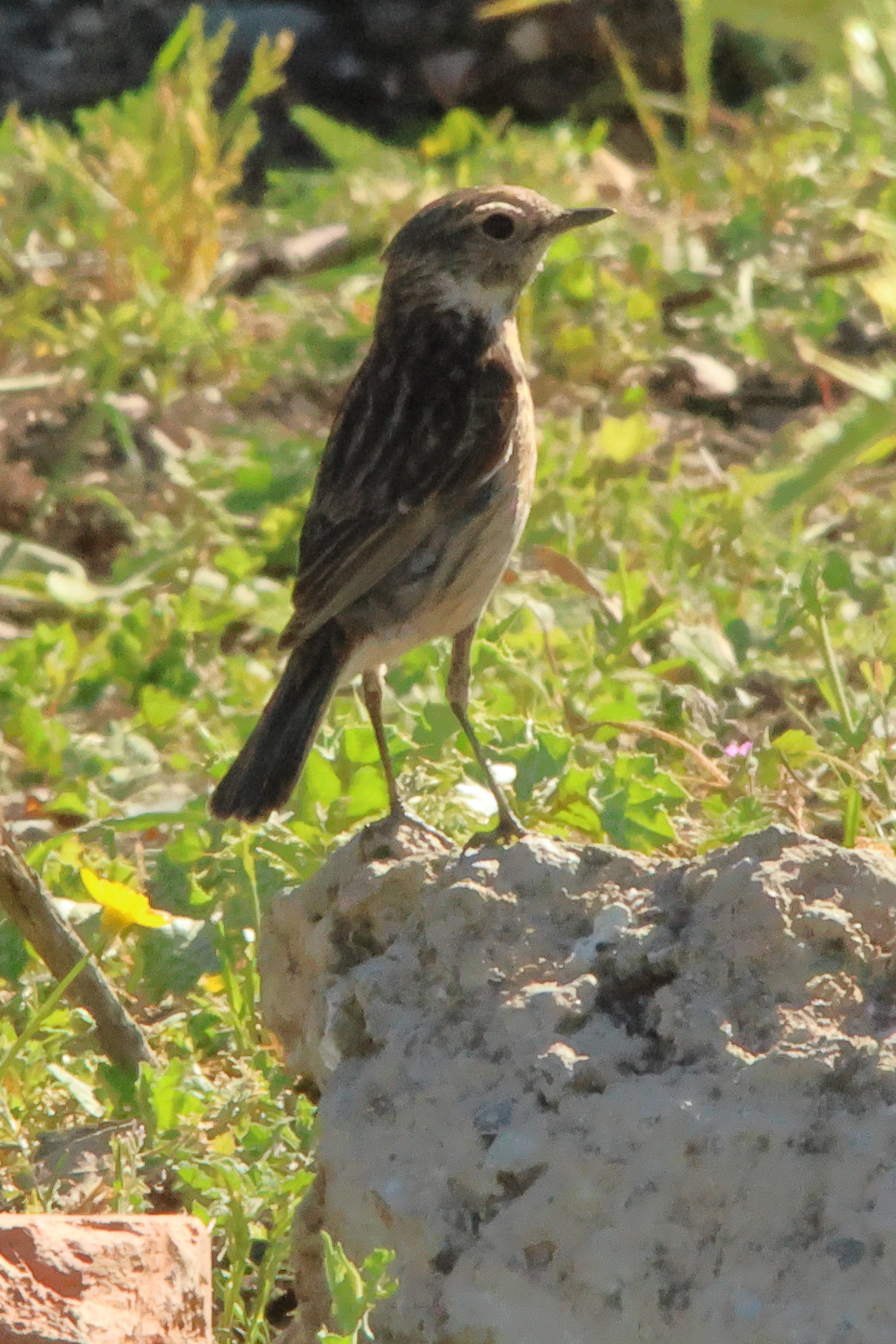 gobemouche_gris_-_muscicapa_striata9md