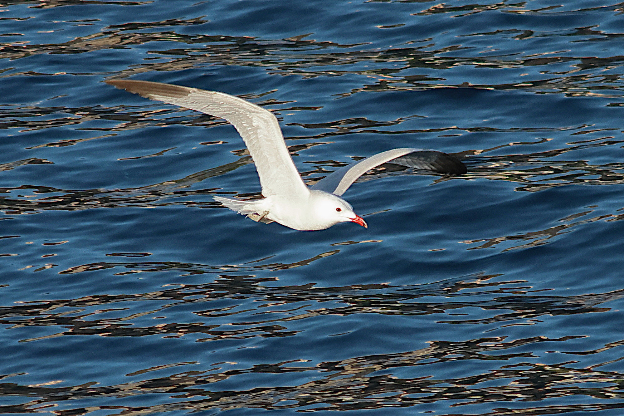 goeland_d-audouin_-_ichthyaetus_audouinii6md