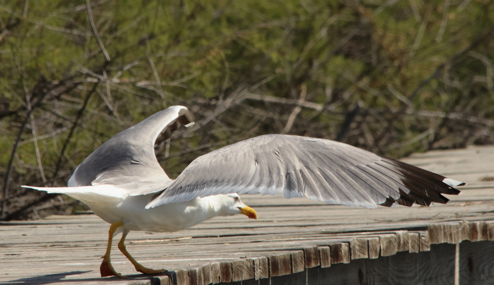 goeland_leucophee_-_larus_michahellis14md