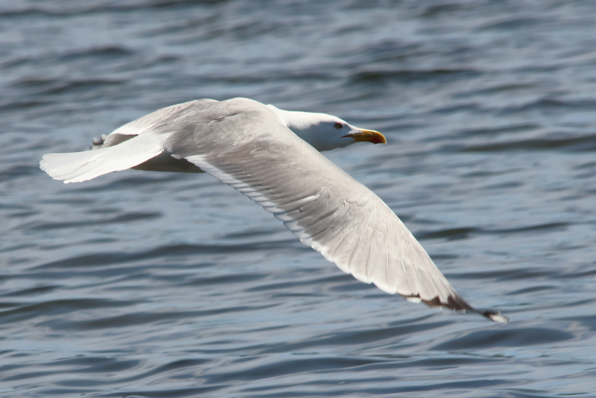 goeland_leucophee_-_larus_michahellis15md