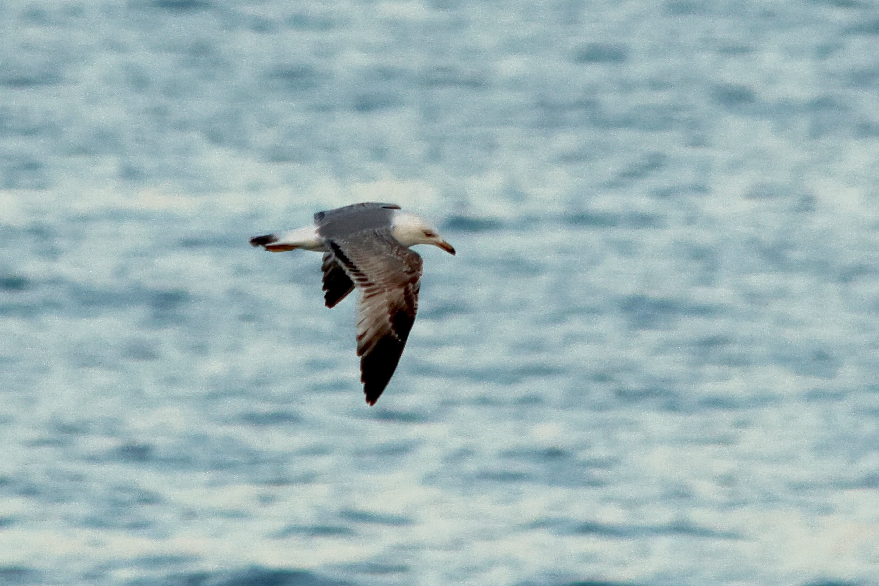 goeland_leucophee_-_larus_michahellis_juv1md