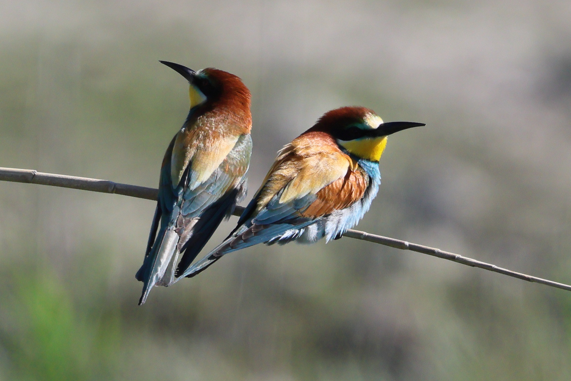 guepier_d-europe_-_merops_apiaster7bd