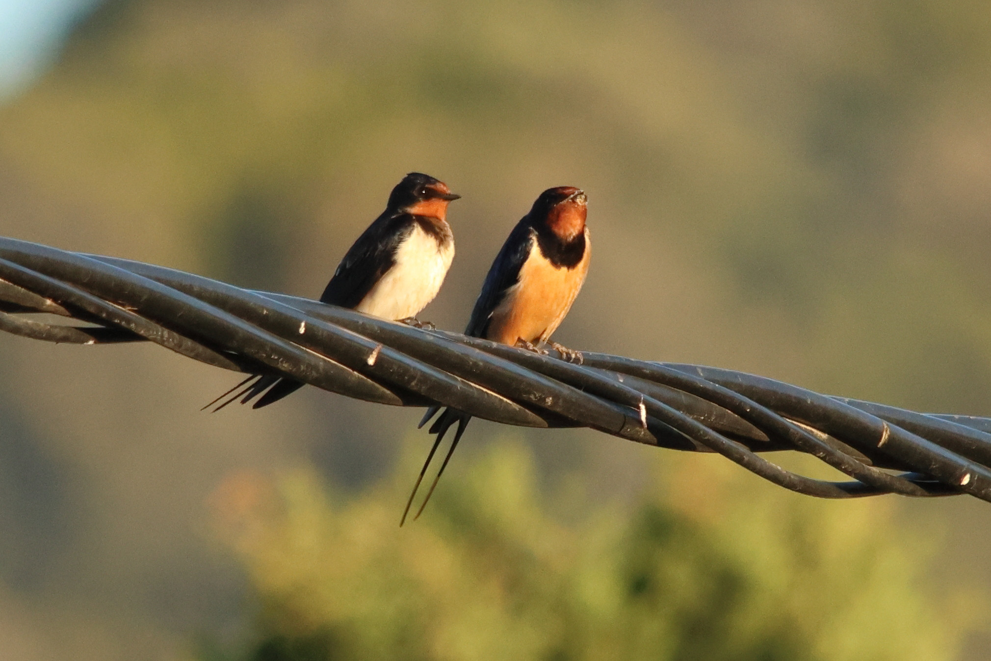 hirondelle_rustique_-_hirundo_rustica16md