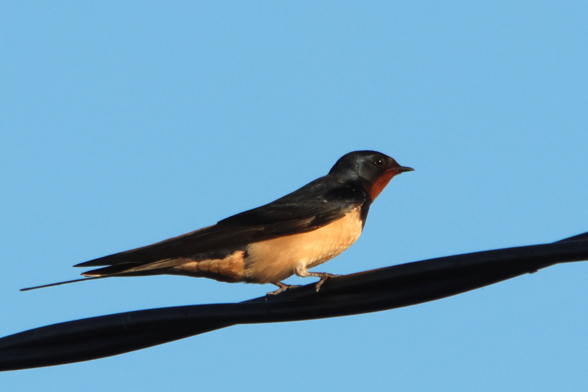 hirondelle_rustique_-_hirundo_rustica17md