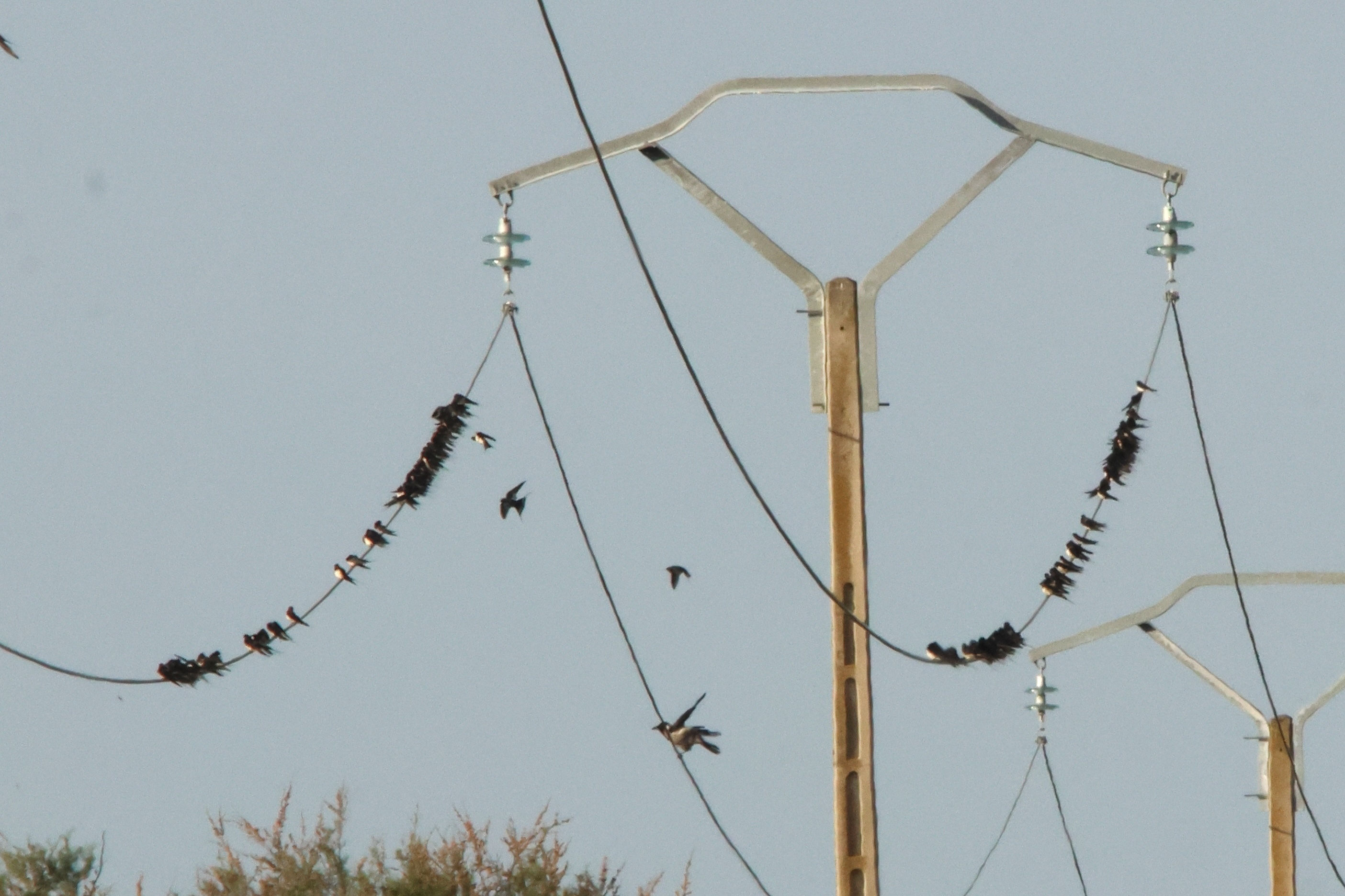 hirondelle_rustique_-_hirundo_rustica18md