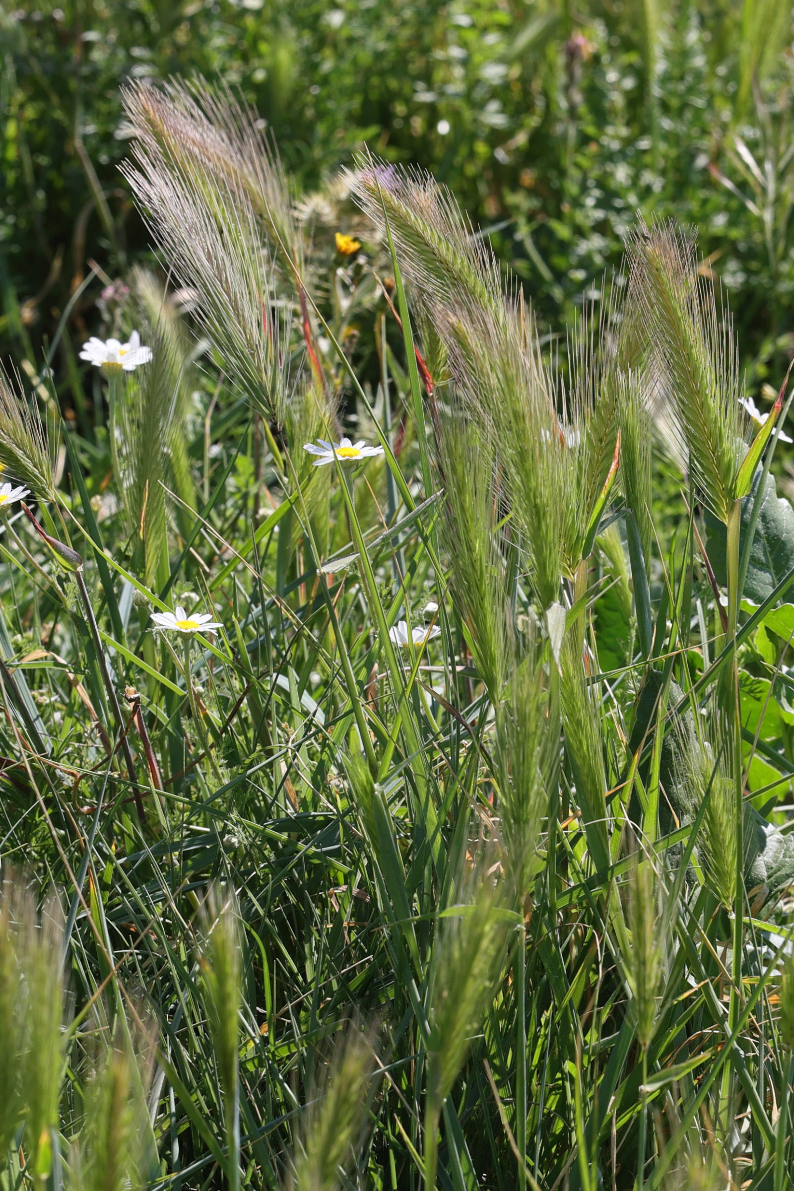 hordeum_murinum1md