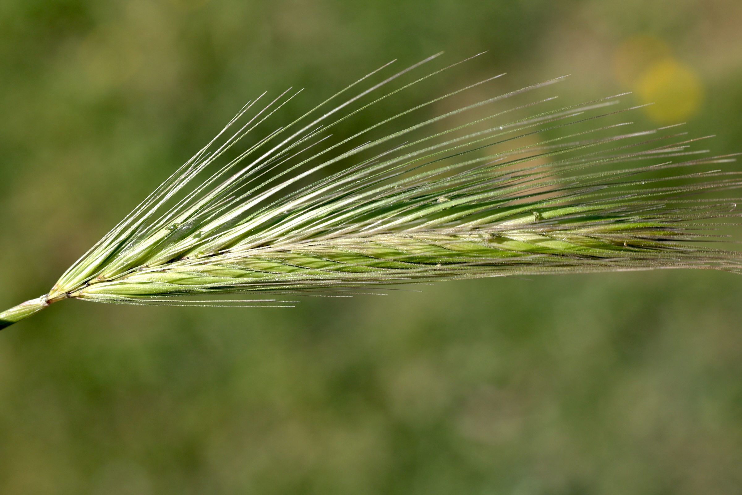 hordeum_murinum2md