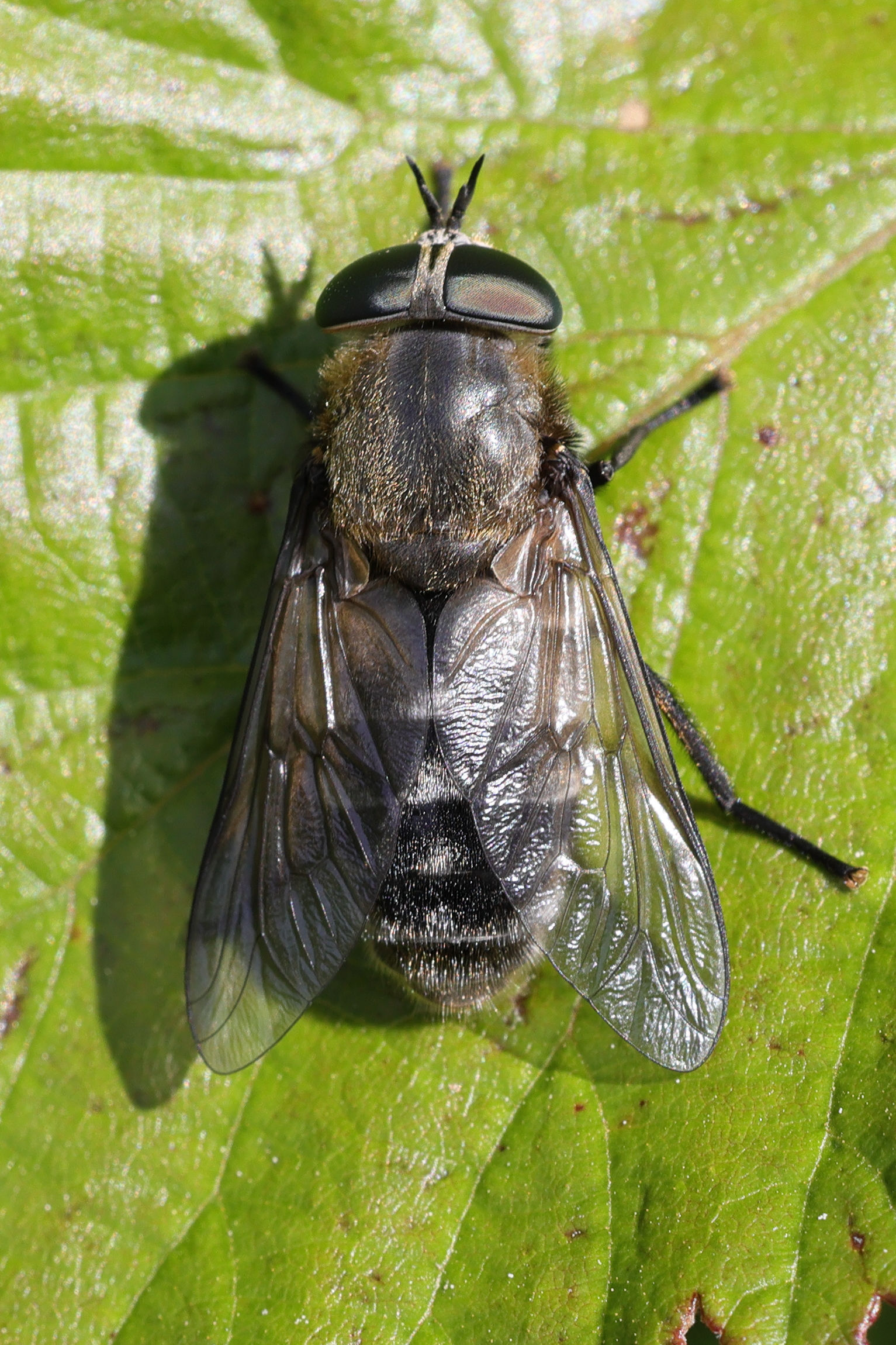 hybomitra_bimaculata4md