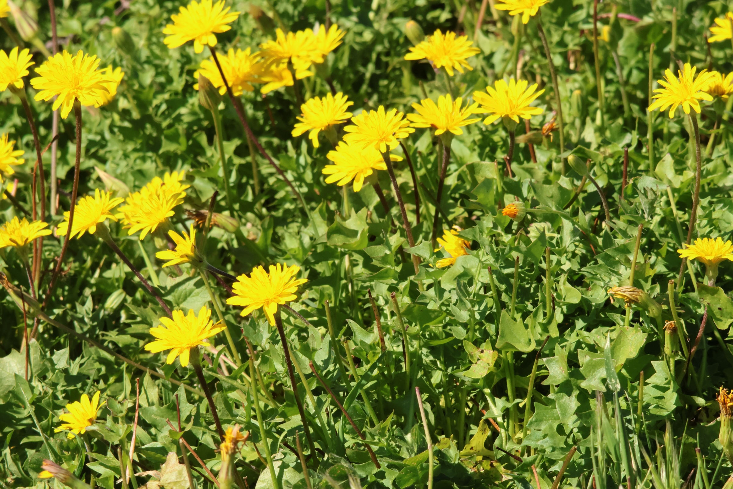 hyoseris_radiata6md