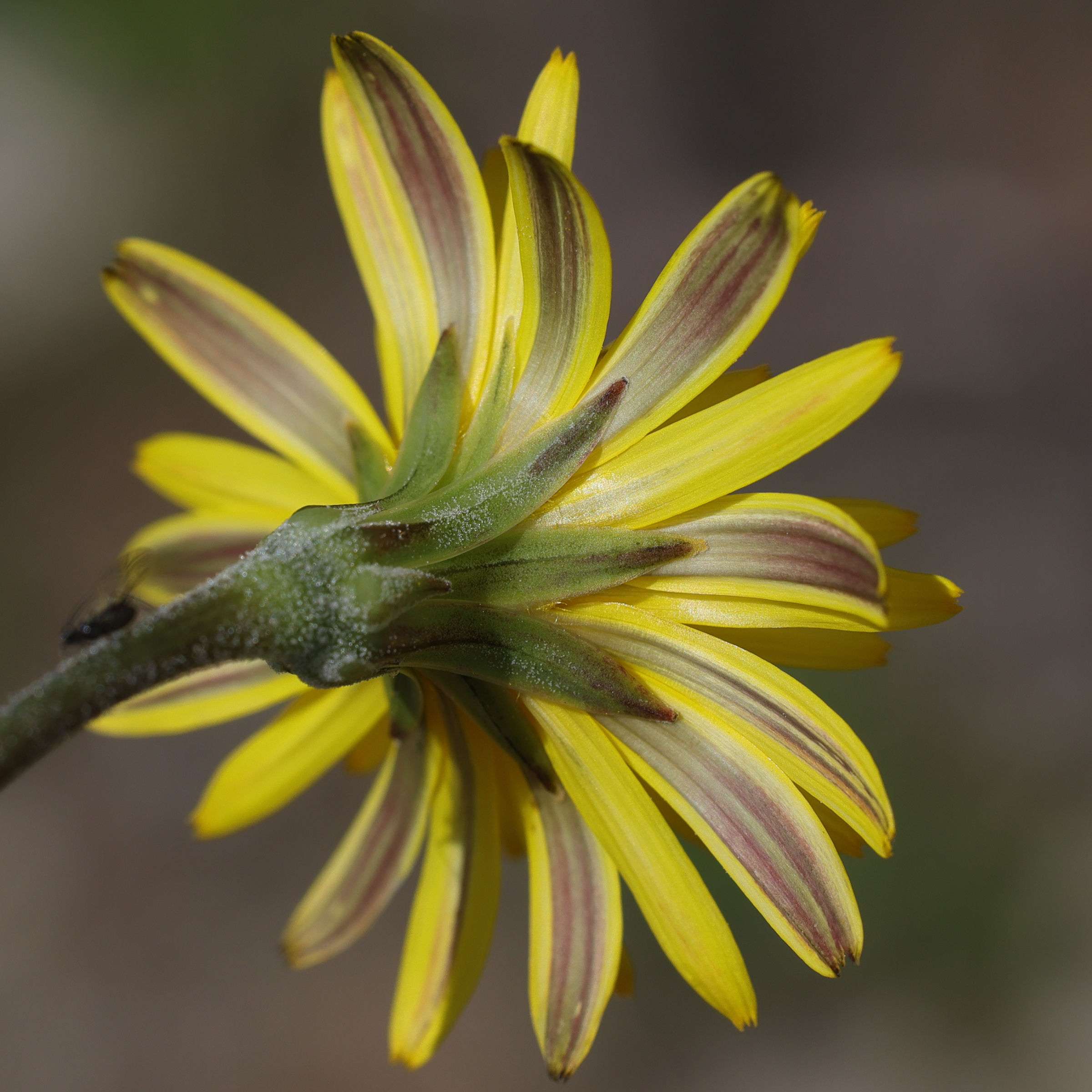 hyoseris_radiata7md