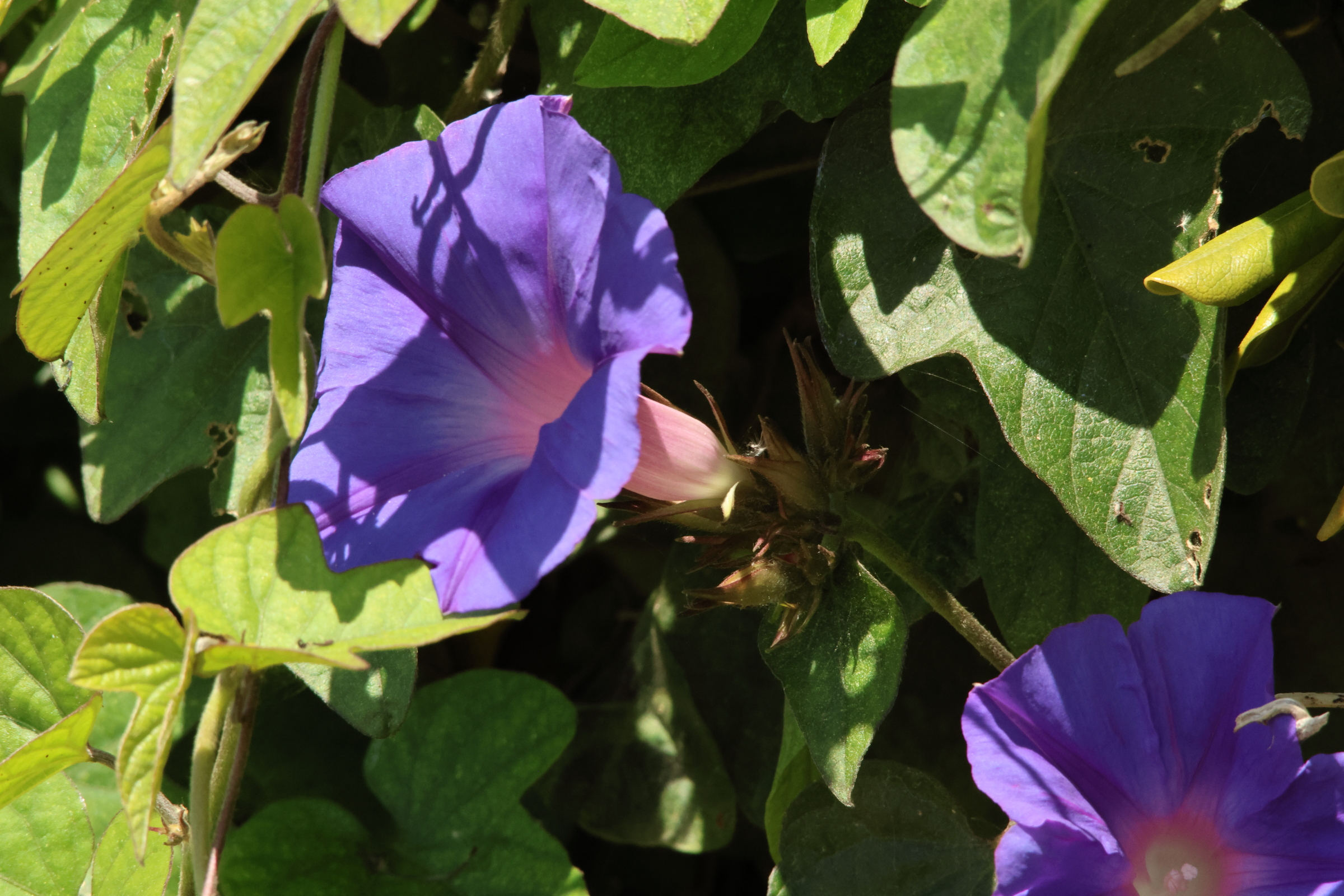 ipomoea_indica6md