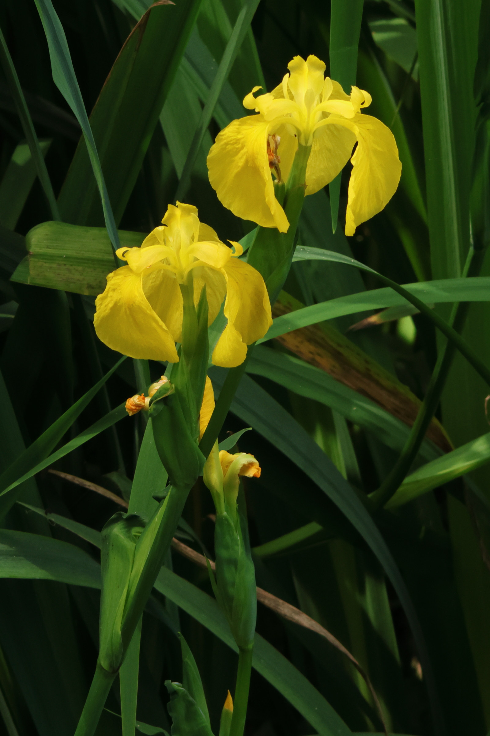 iris_pseudacorus1bmd