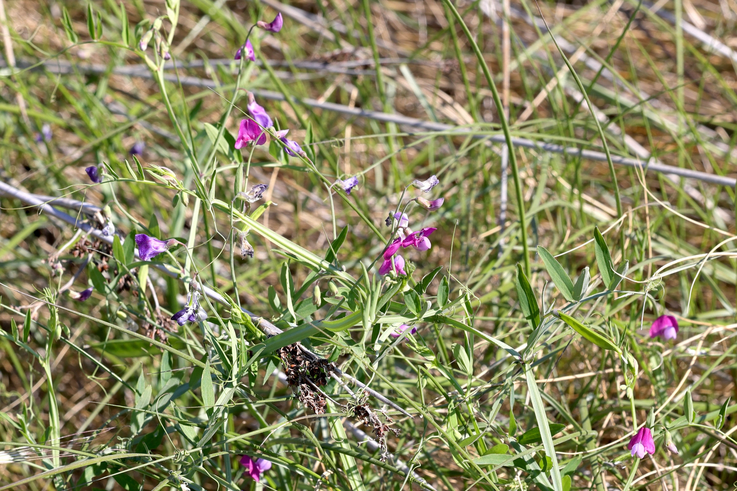 lathyrus_clymenum2md