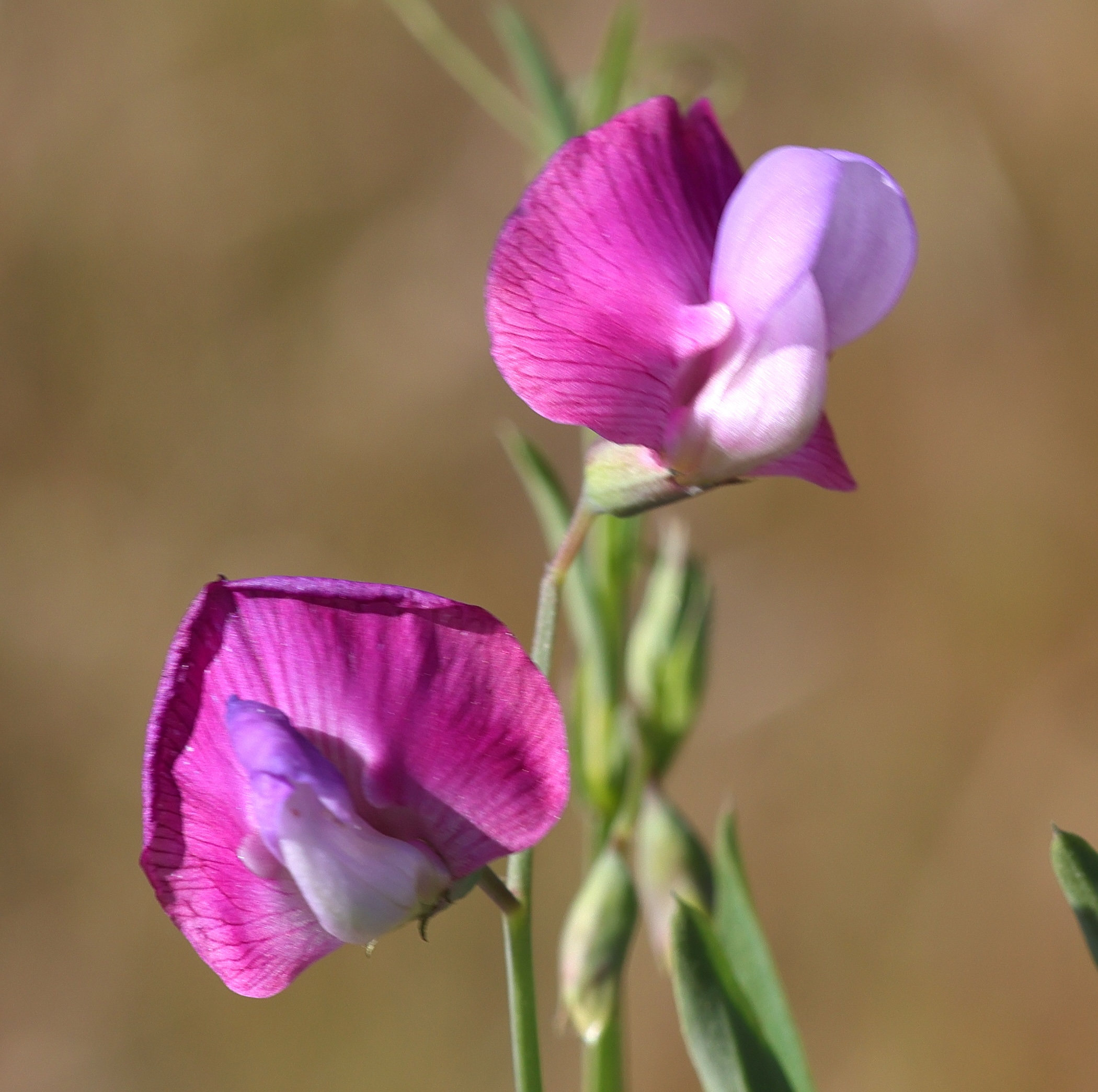 lathyrus_clymenum3md