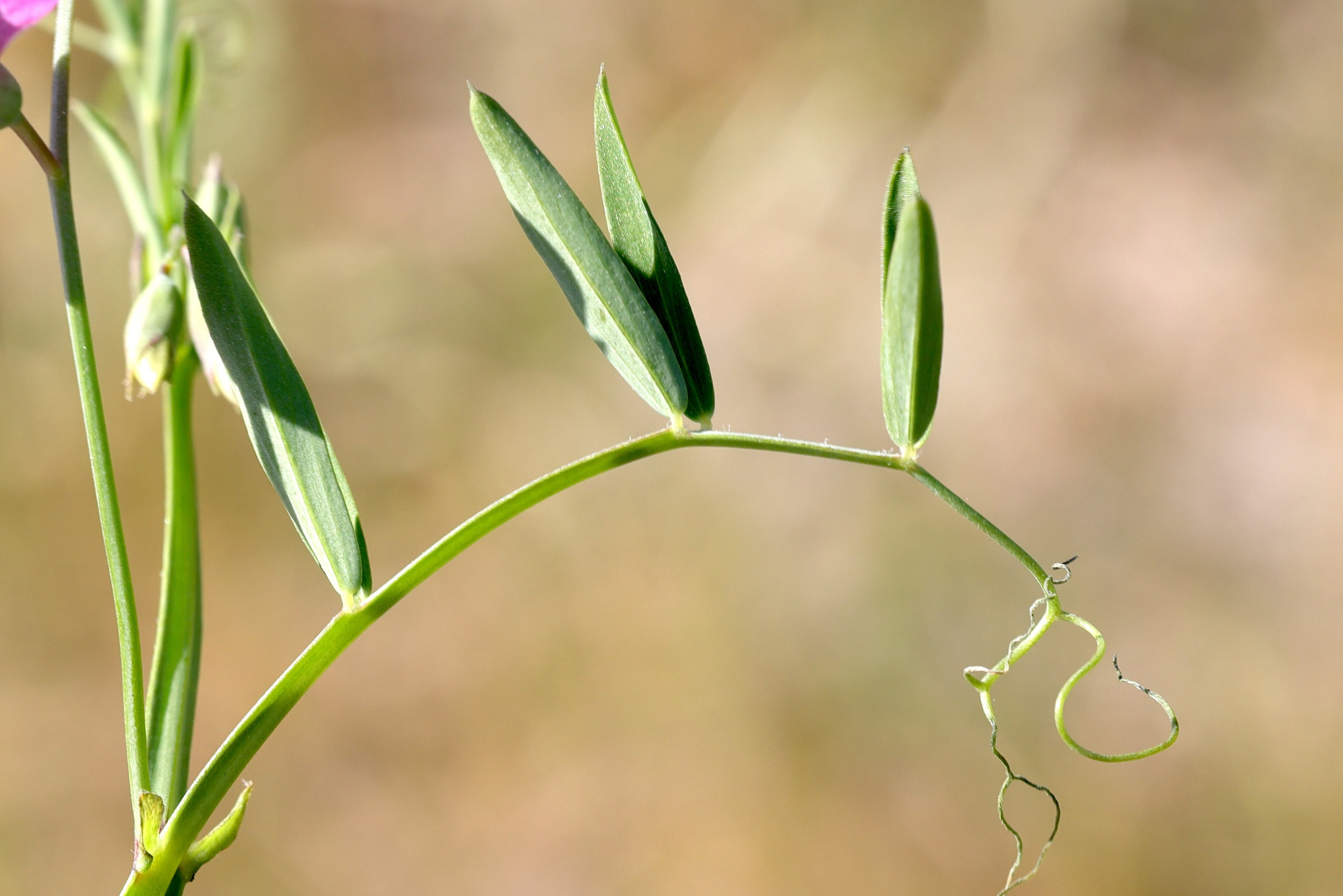 lathyrus_clymenum4md