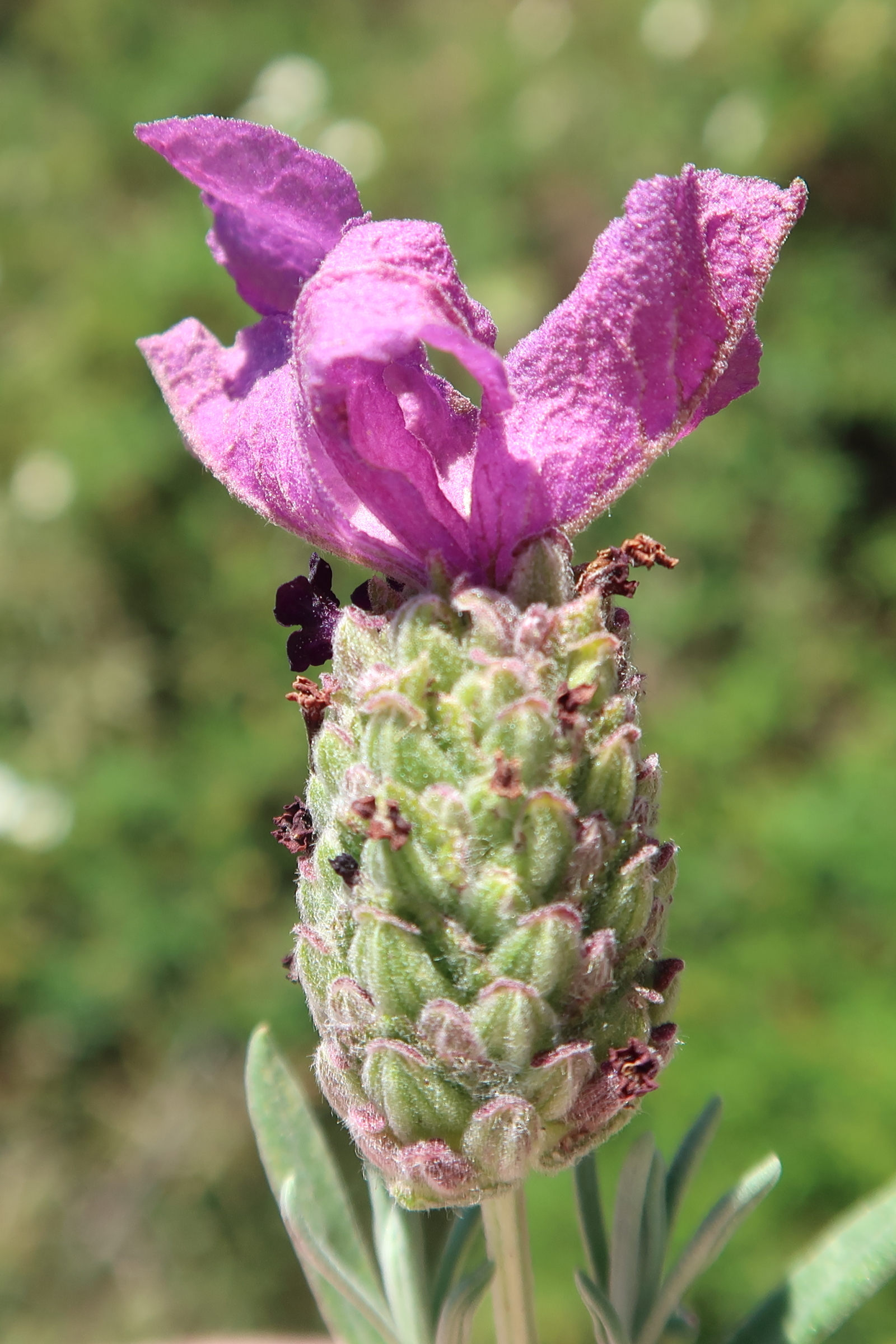 lavandula_stoechas6md