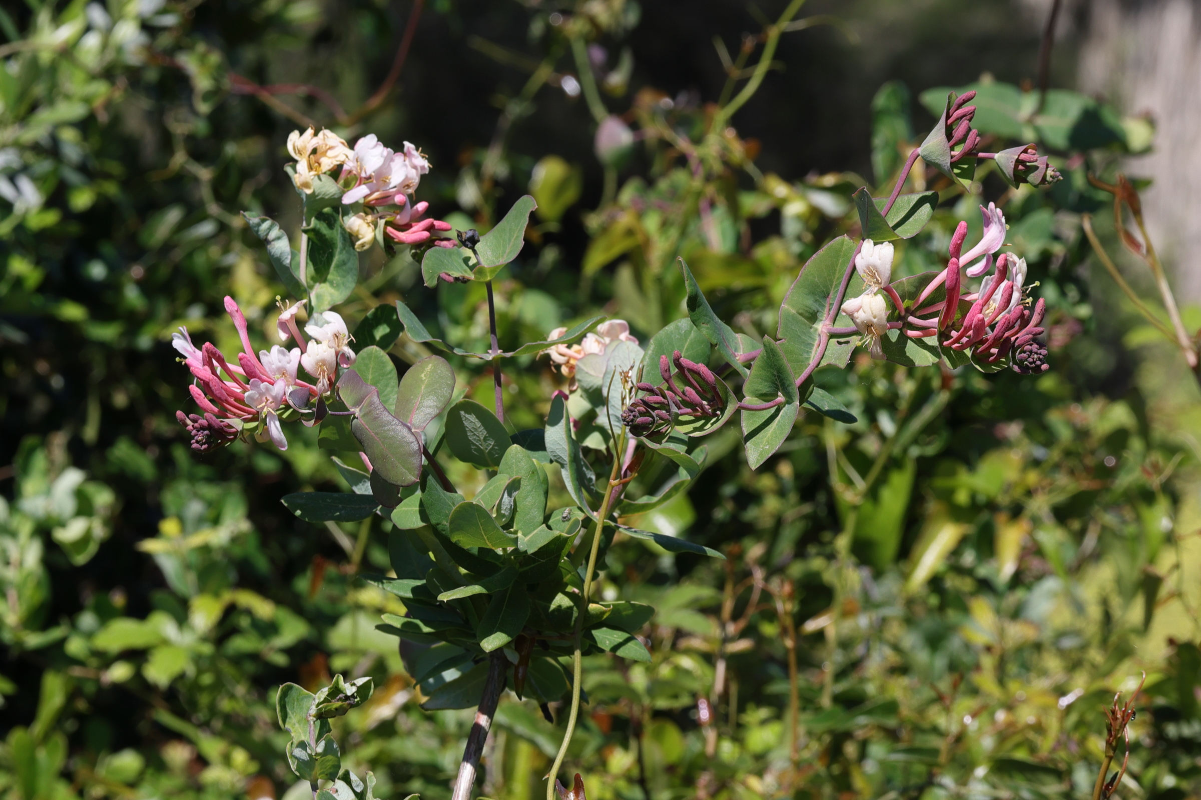lonicera_implexa8md
