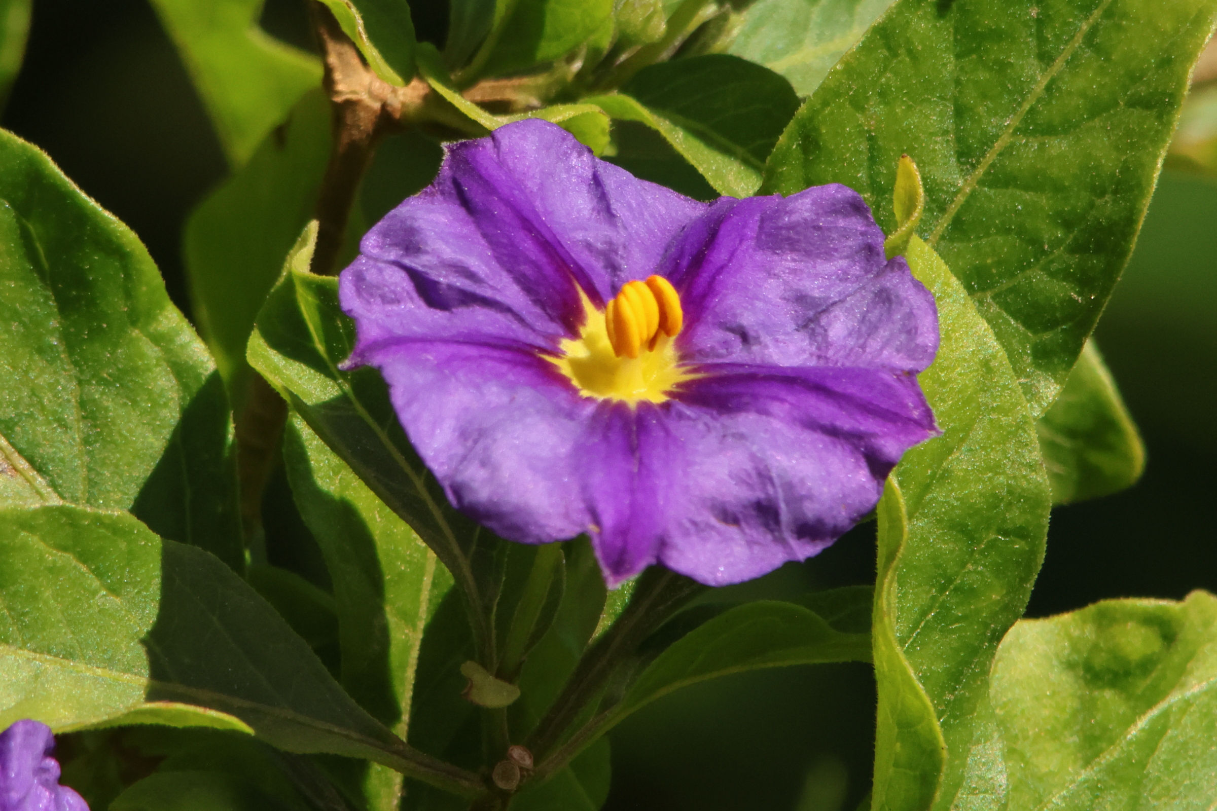 Afficher le média lycianthes_rantonnetii3md lycianthes_rantonnetii3md
