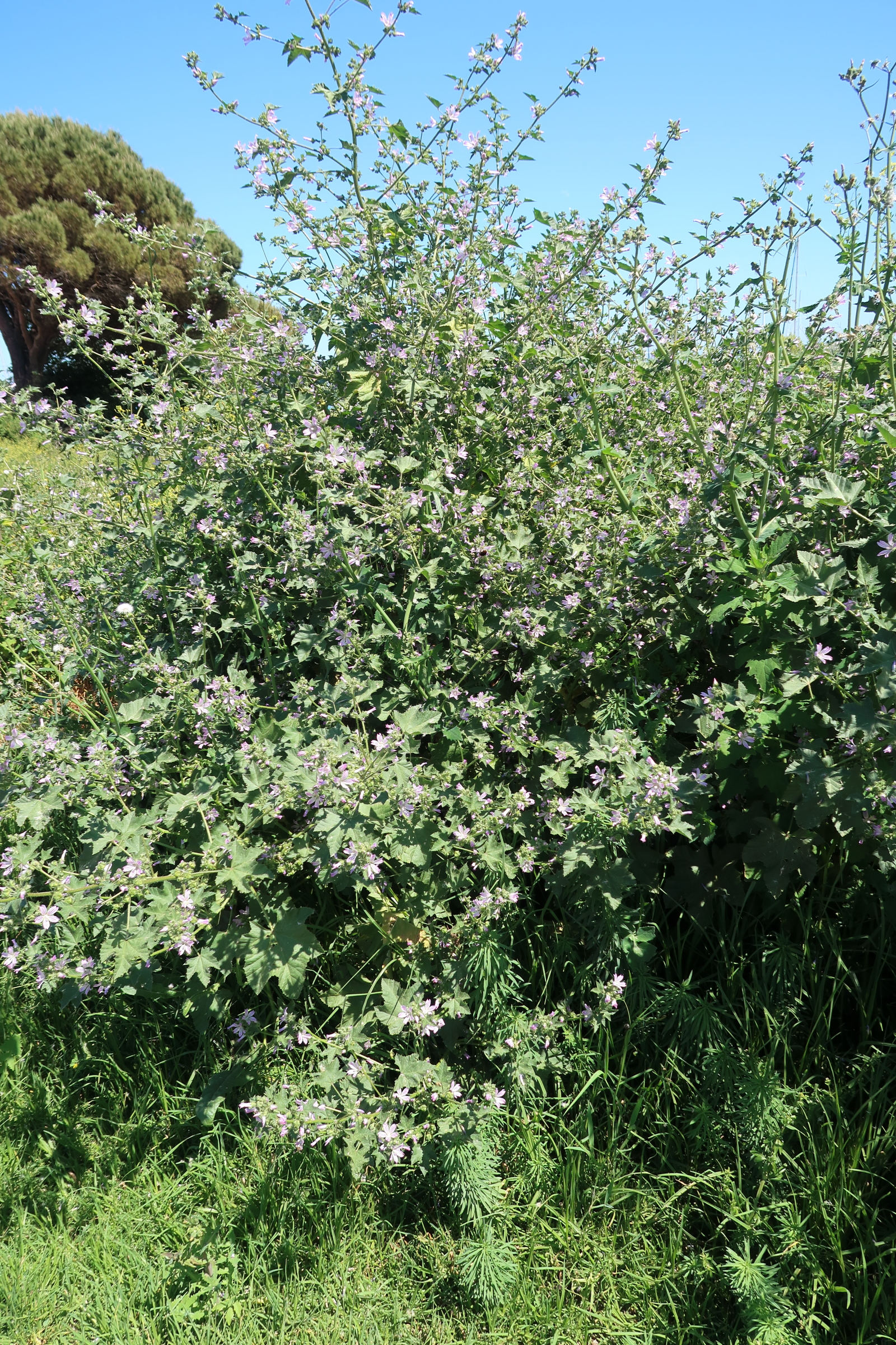 malva_multiflora3md