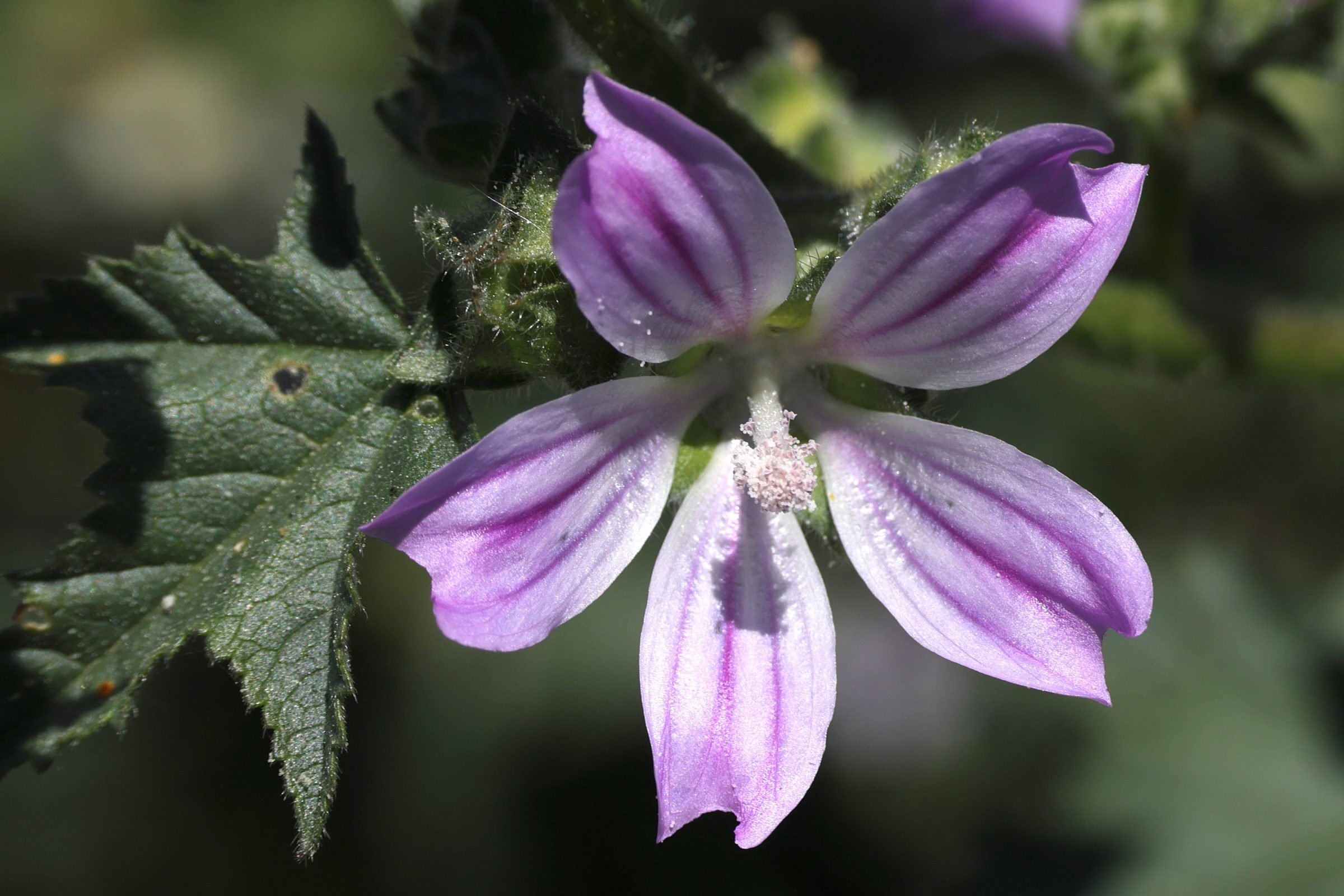 malva_multiflora5md
