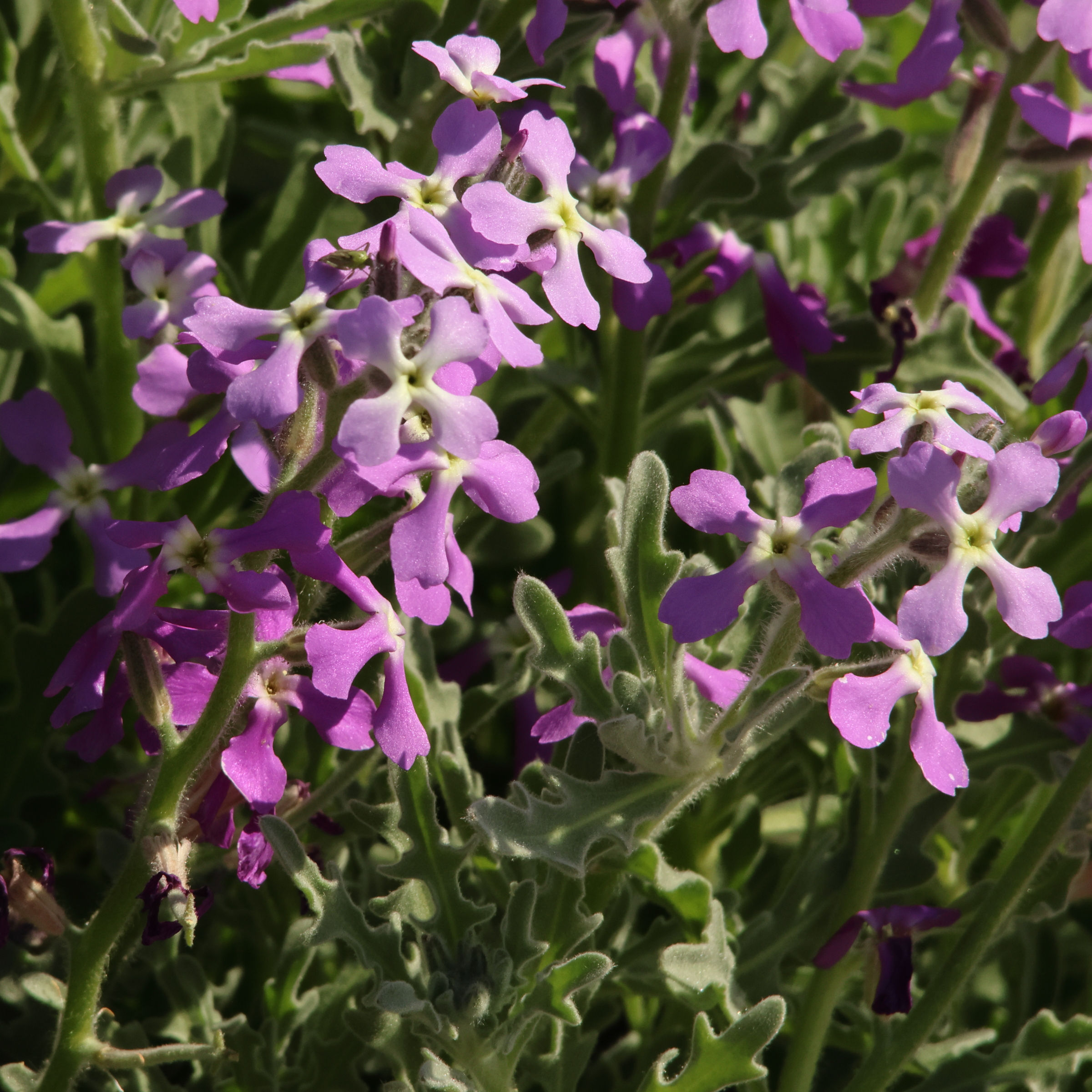 matthiola_sinuata3amd