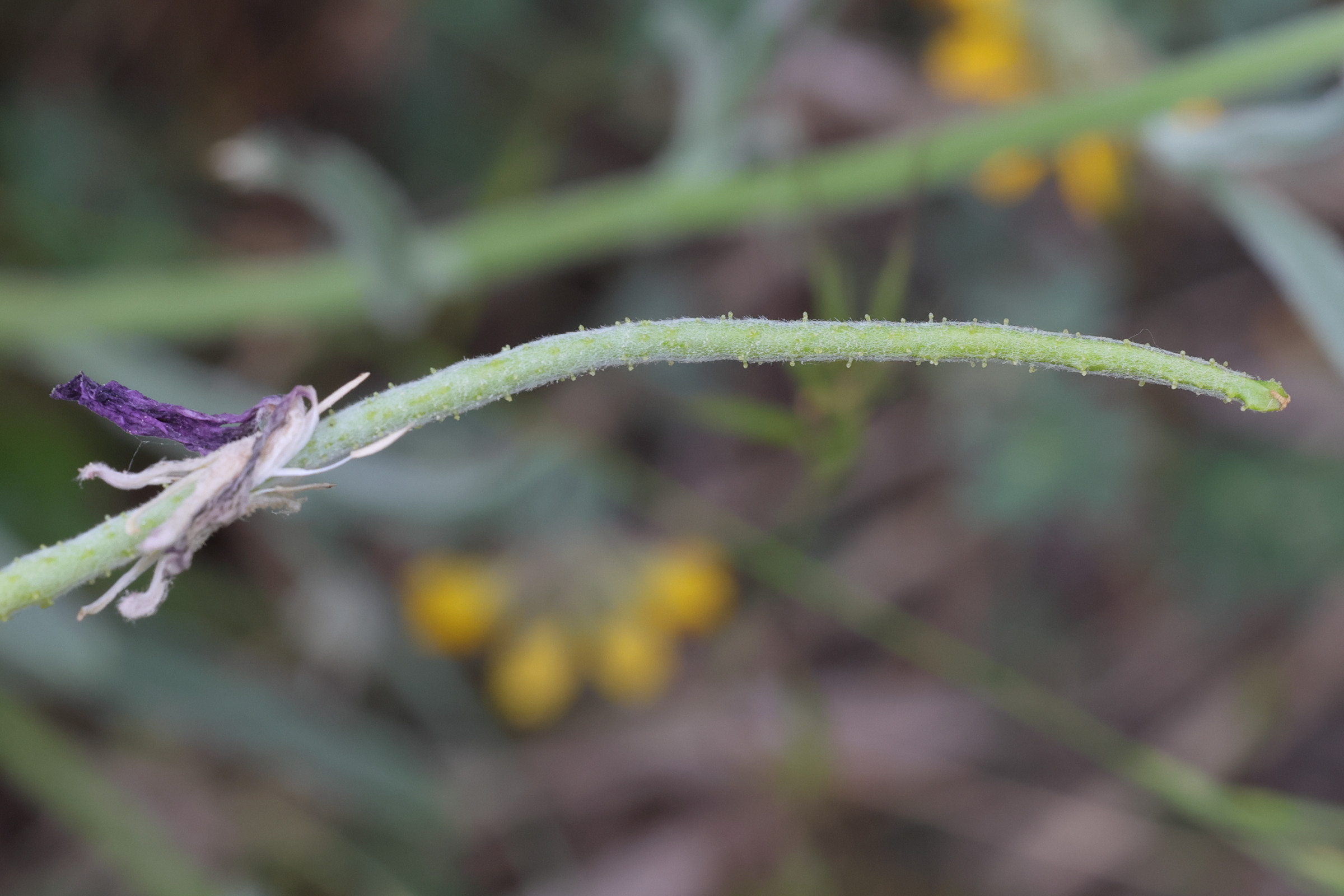 matthiola_sinuata7md
