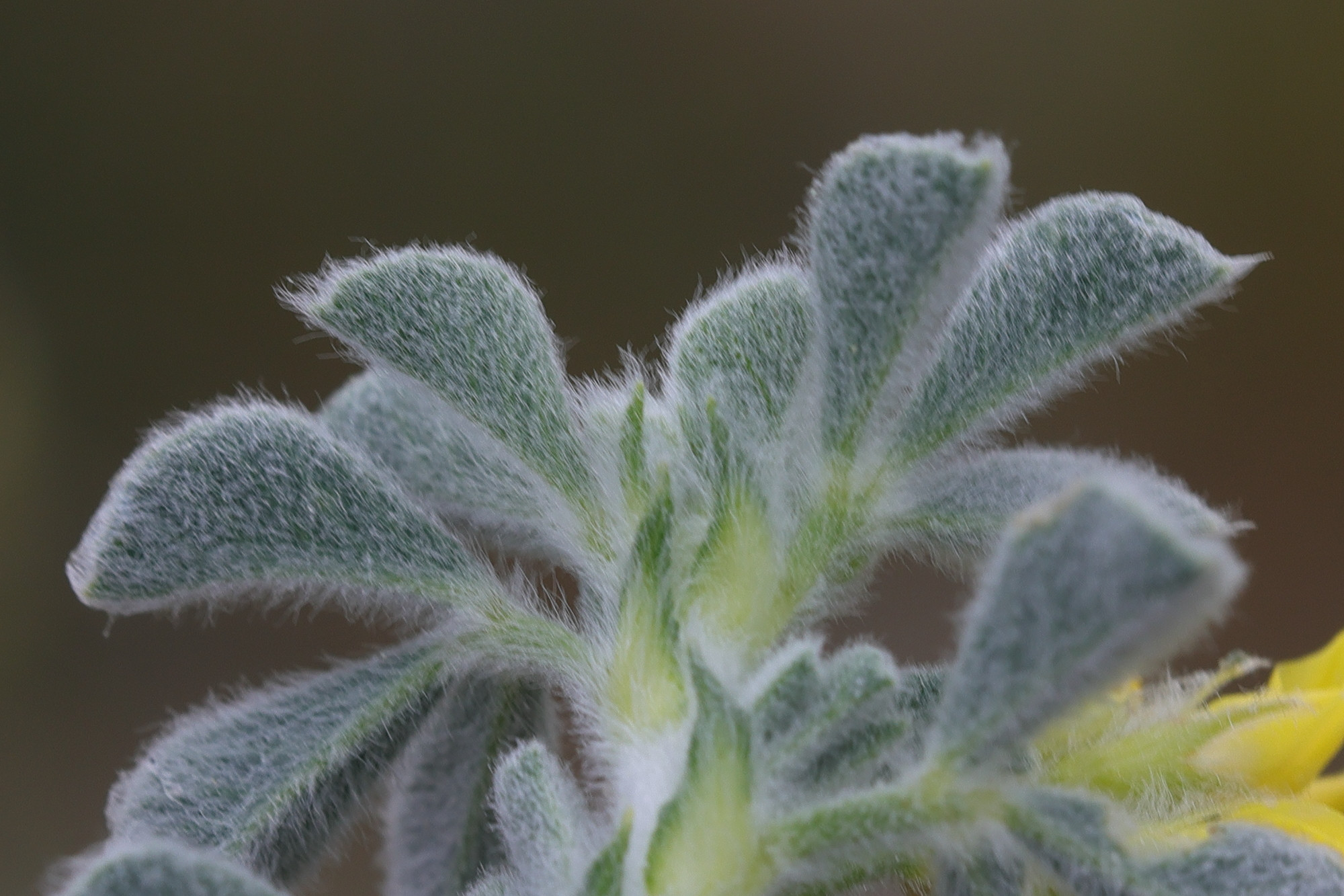 medicago_marina7md