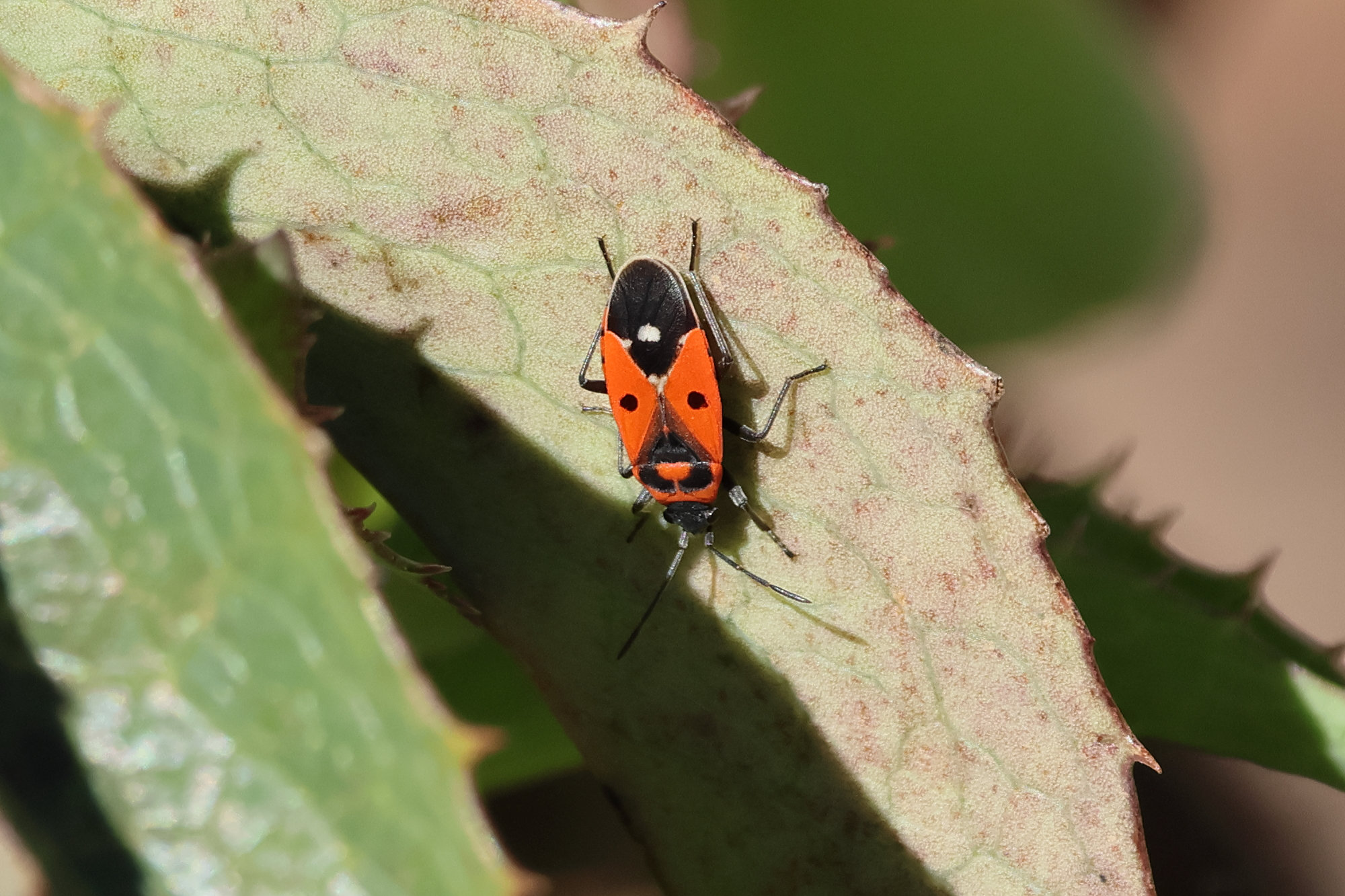 melanocoryphus_albomaculatus2bd