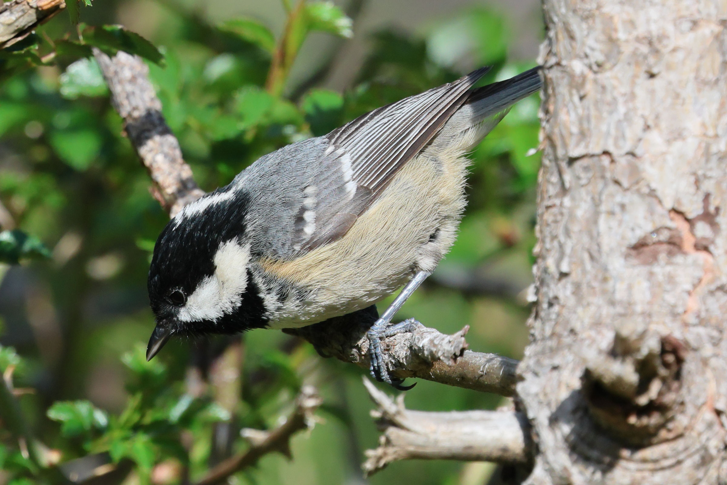 mesange_noire_-_periparus_ater_6bd