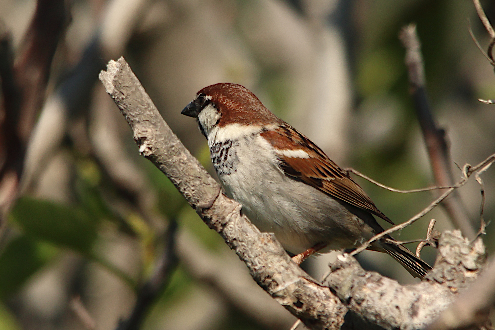 moineau_cisalpin_-_passer_x_italiae4md