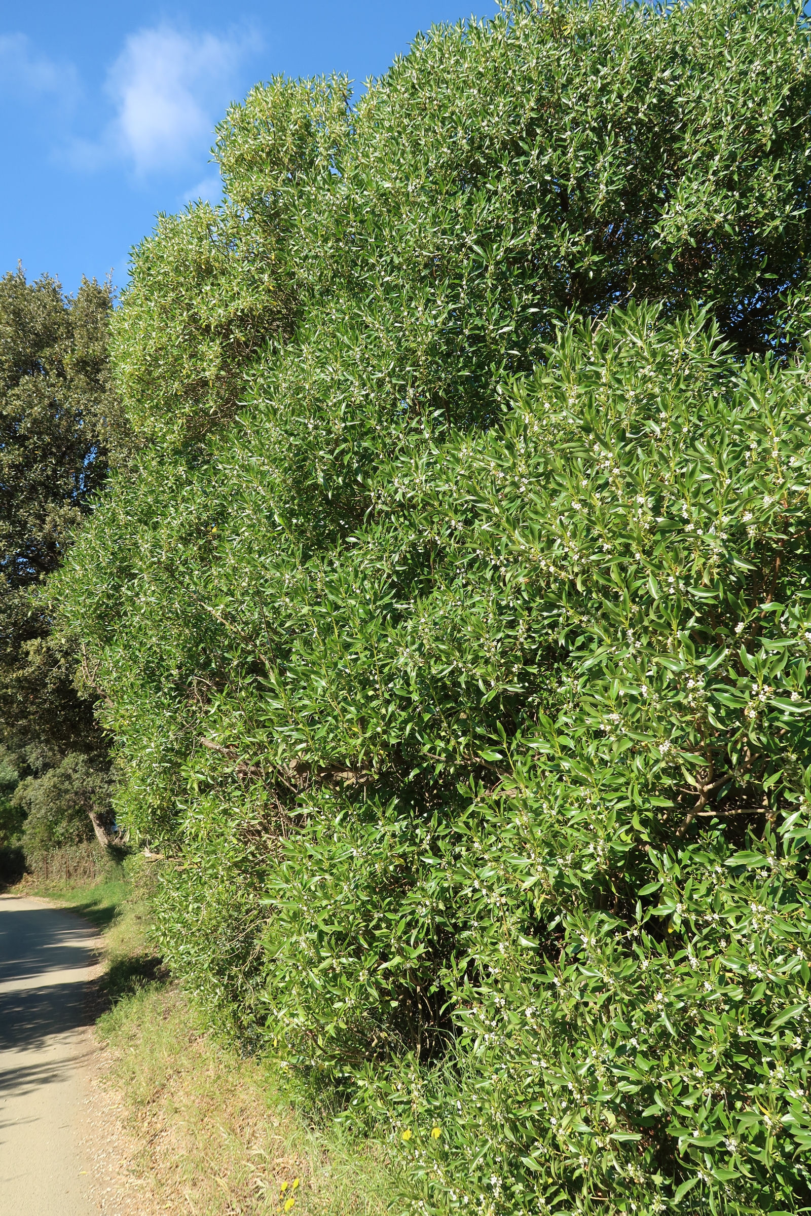 myoporum_laetum1md