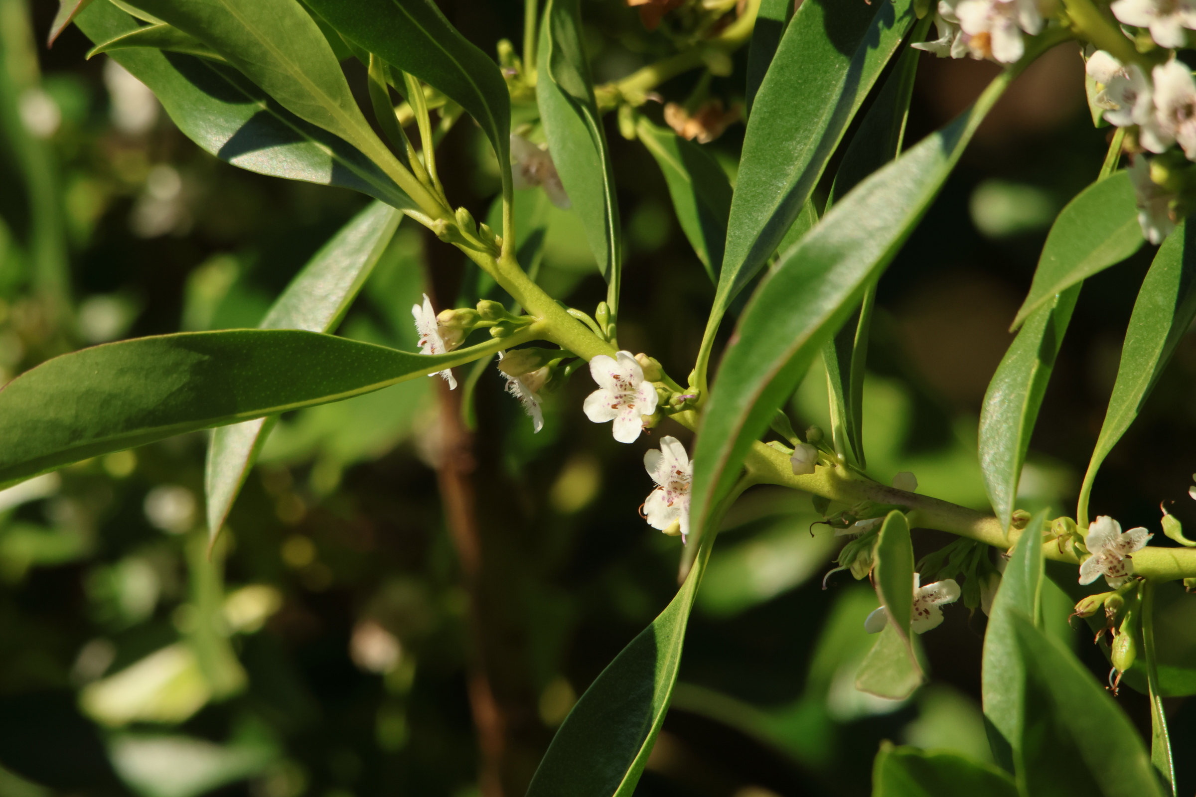 myoporum_laetum3md