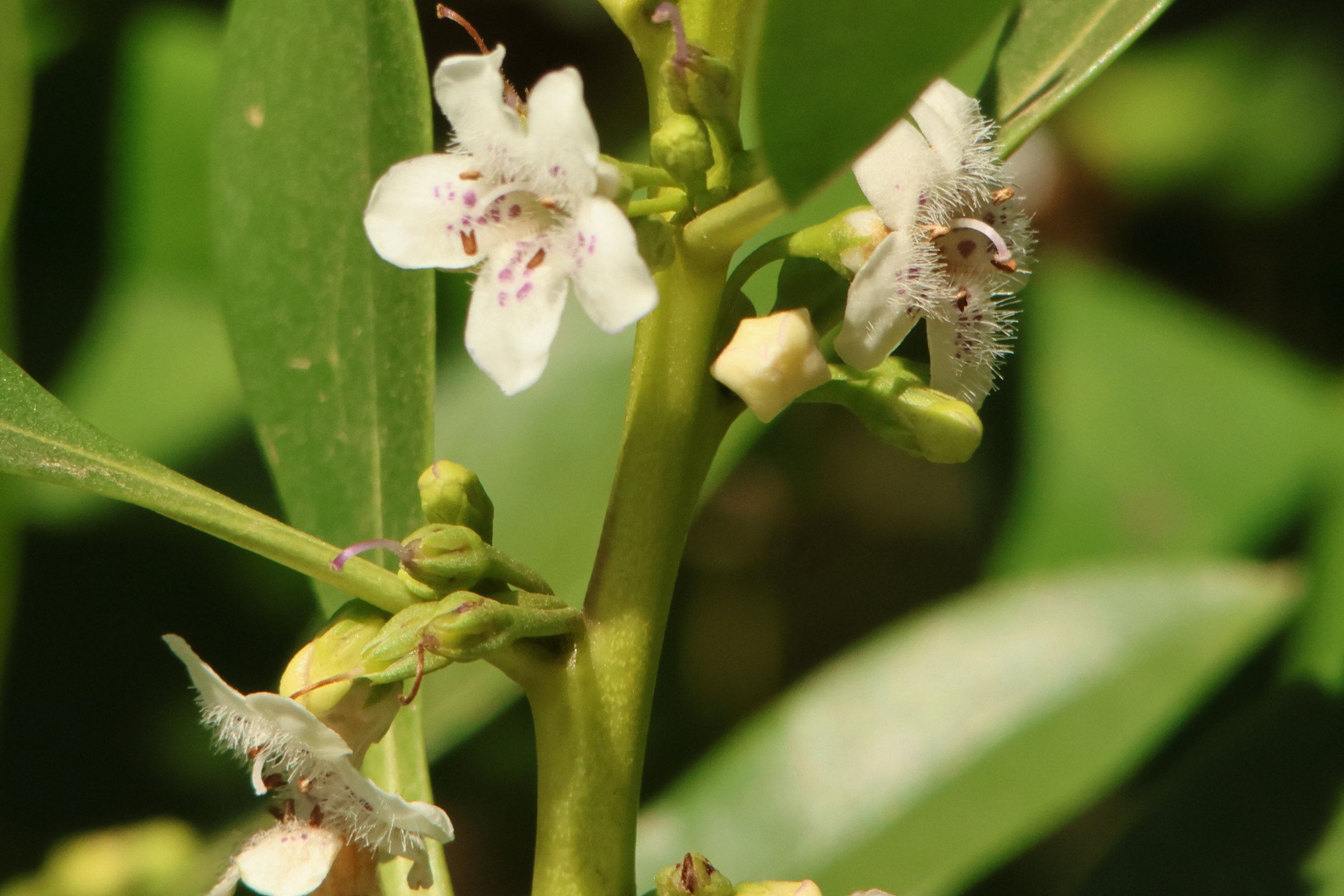 myoporum_laetum9md