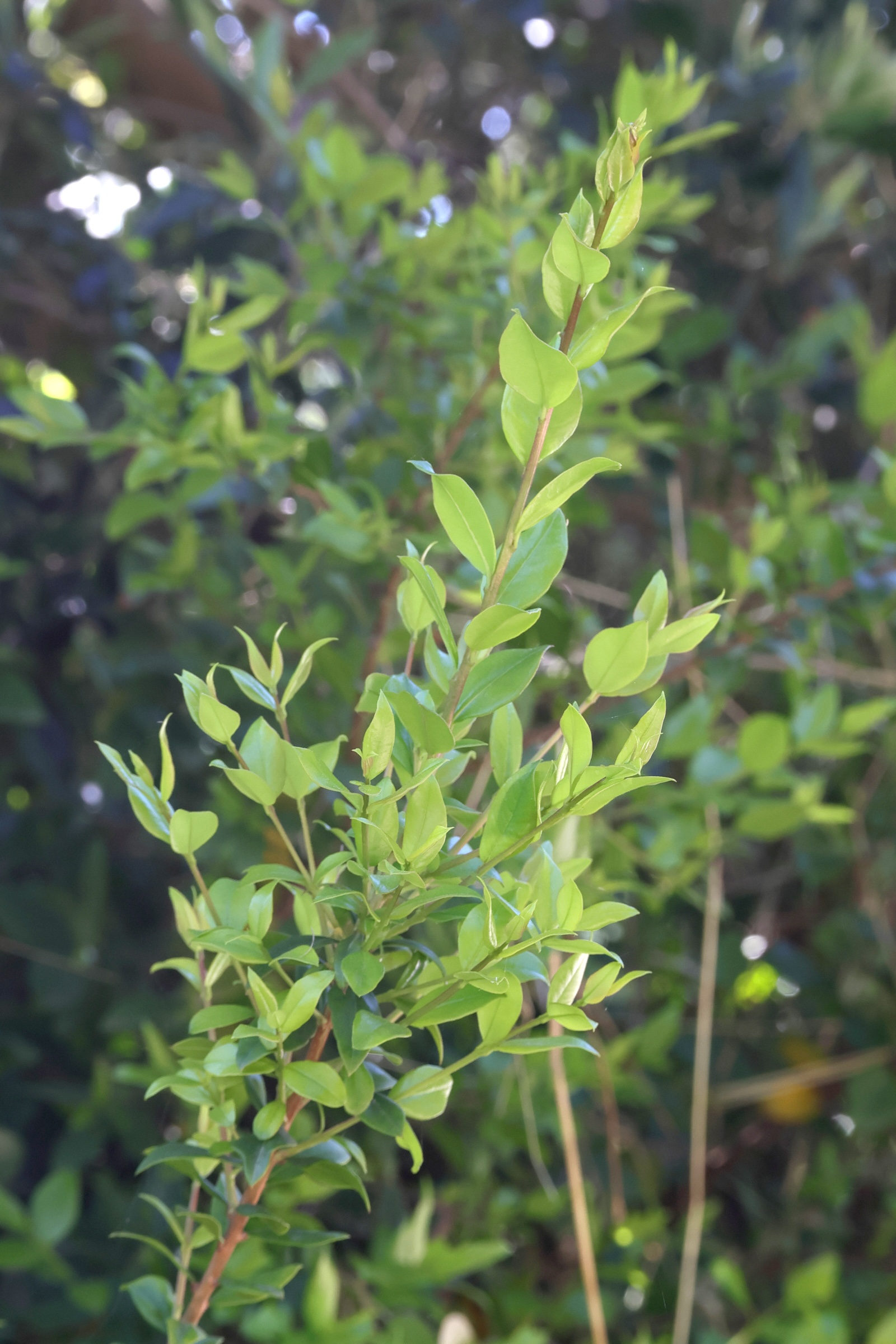 myrtus_communis3md