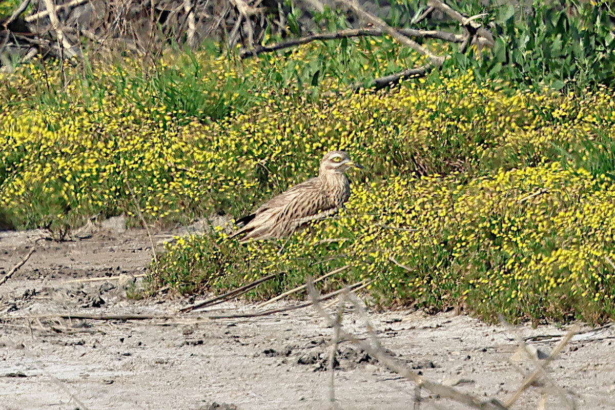 oedicneme_criard_-_burhinus_oedicnemus5bd