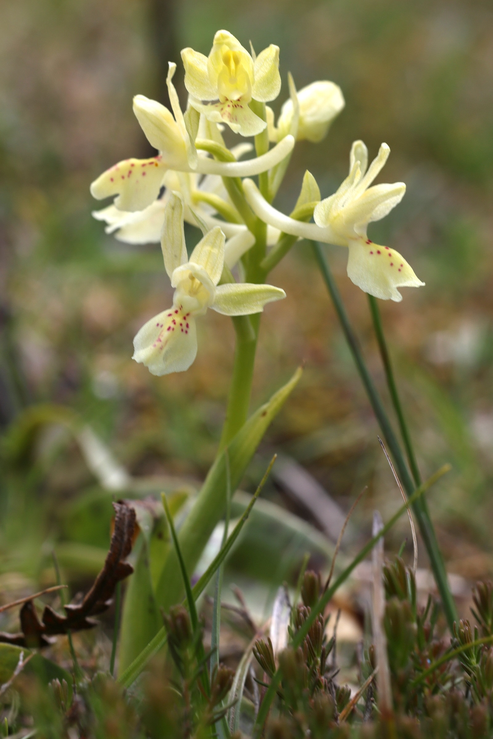 orchis_provincialis6md