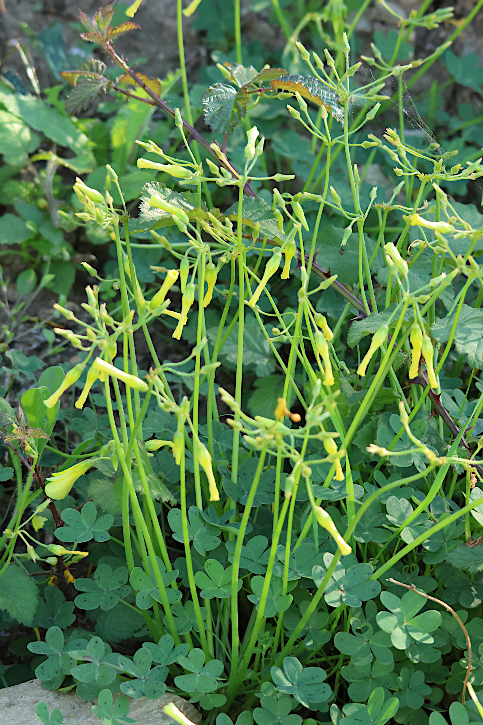 oxalis_pes-caprae8md