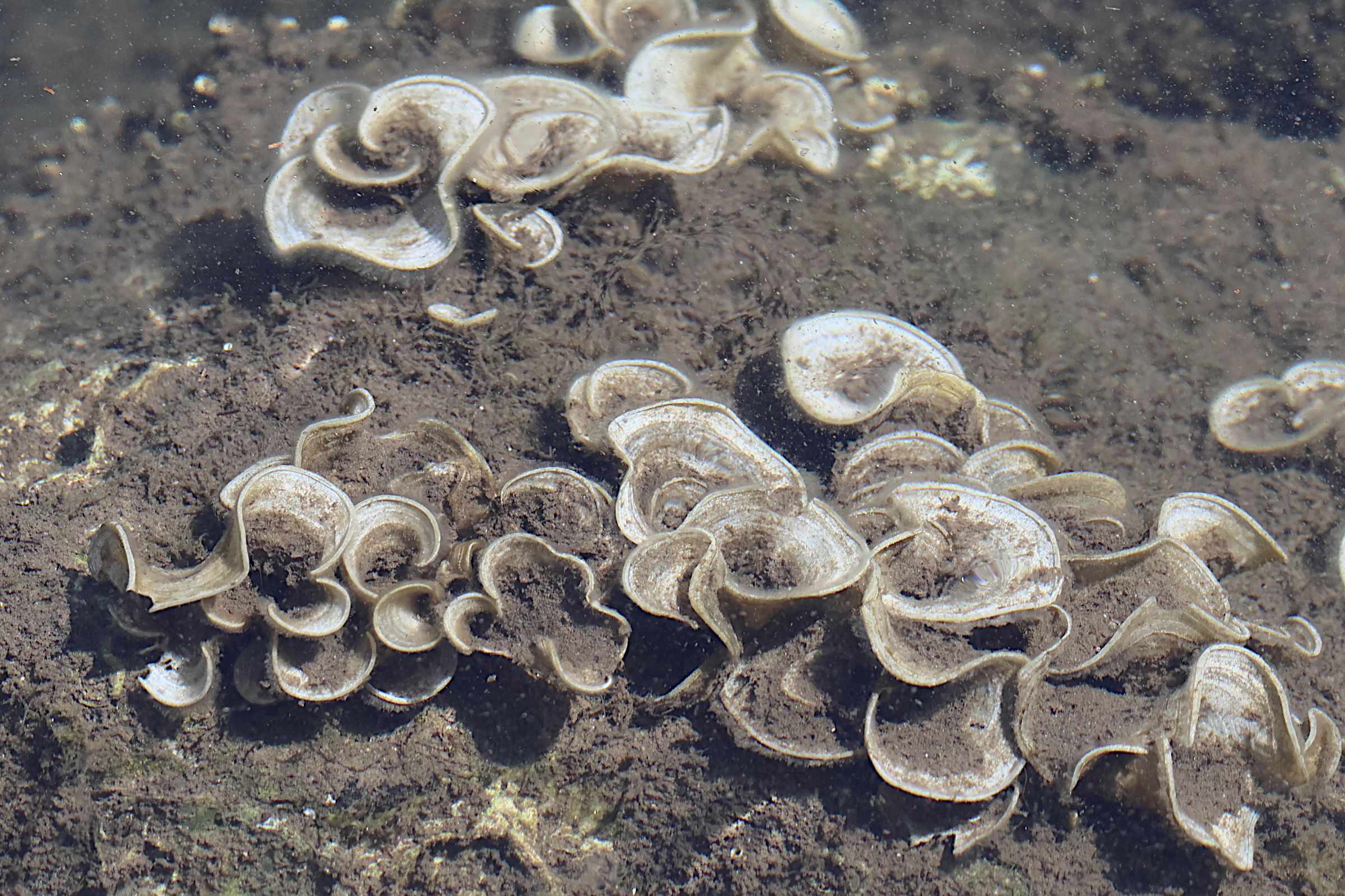 padina_pavonica5md