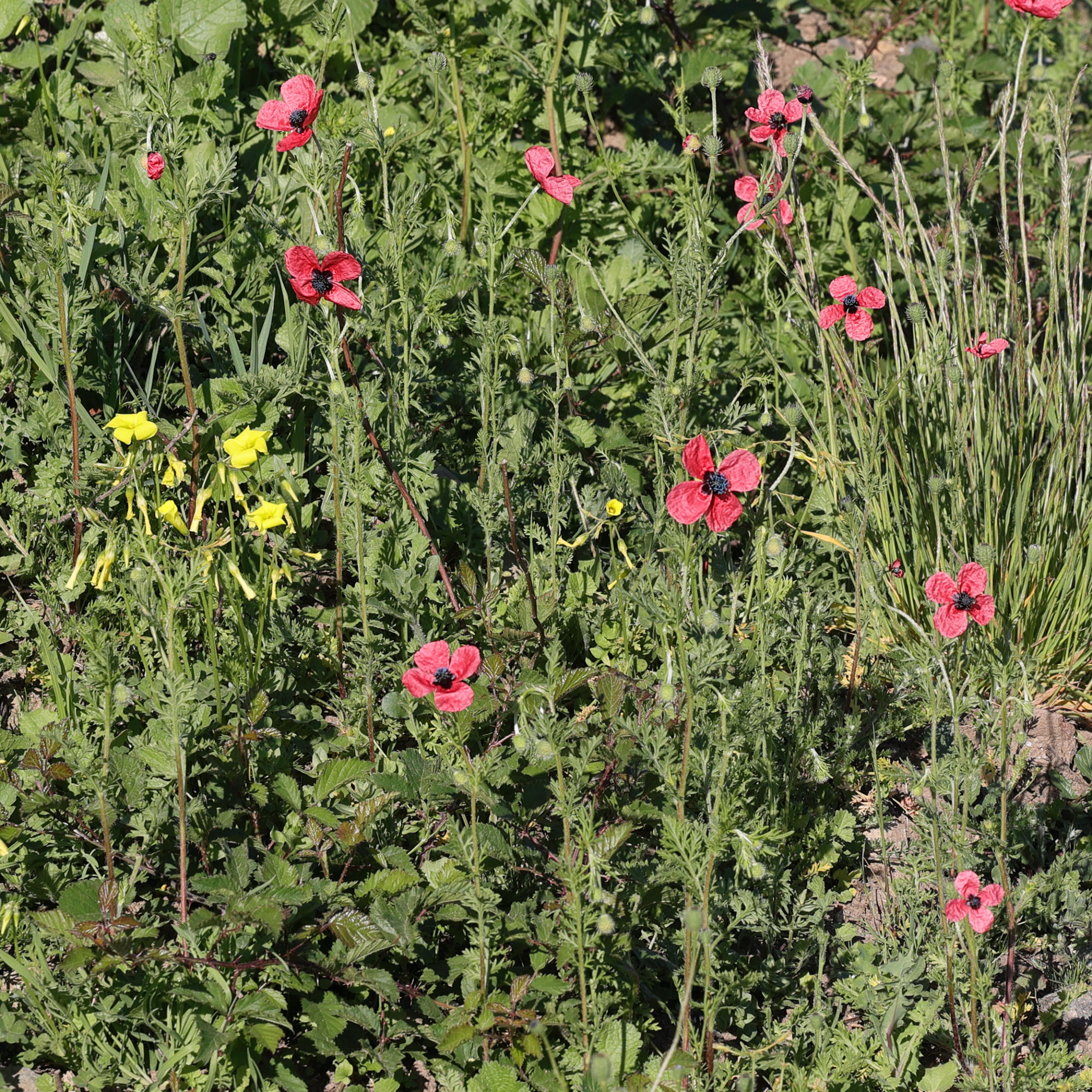 papaver_hybridum8md