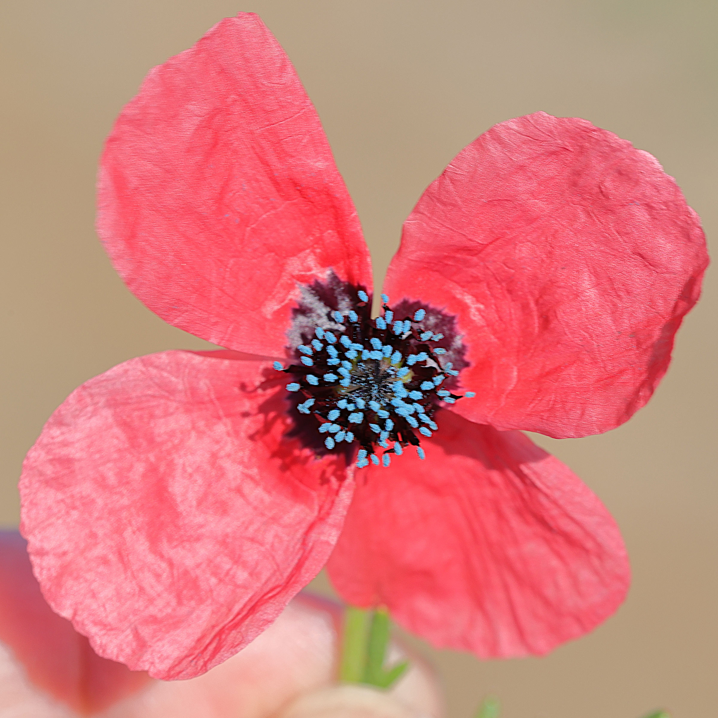 papaver_hybridum9md