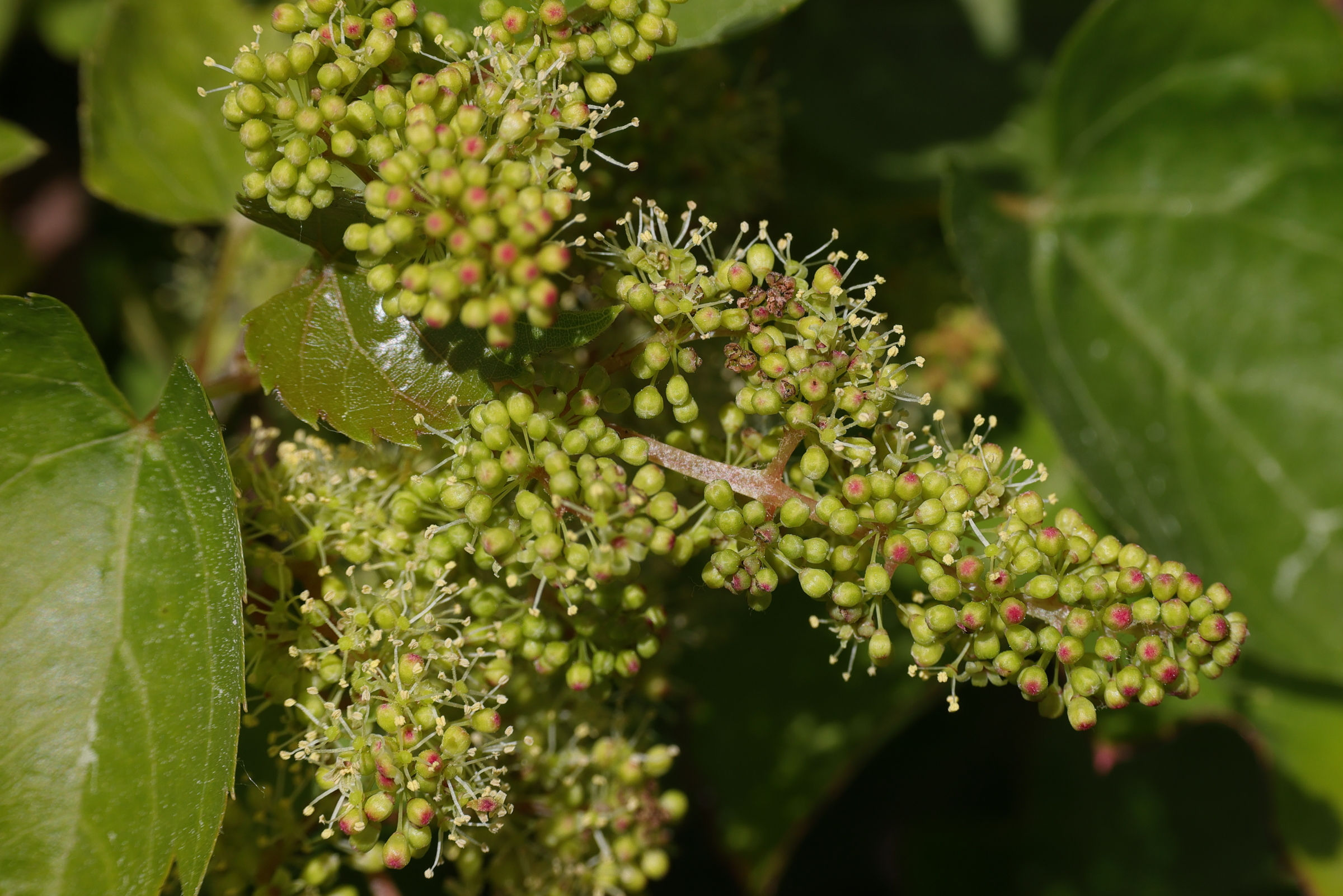 parthenocissus_tricuspidata10md