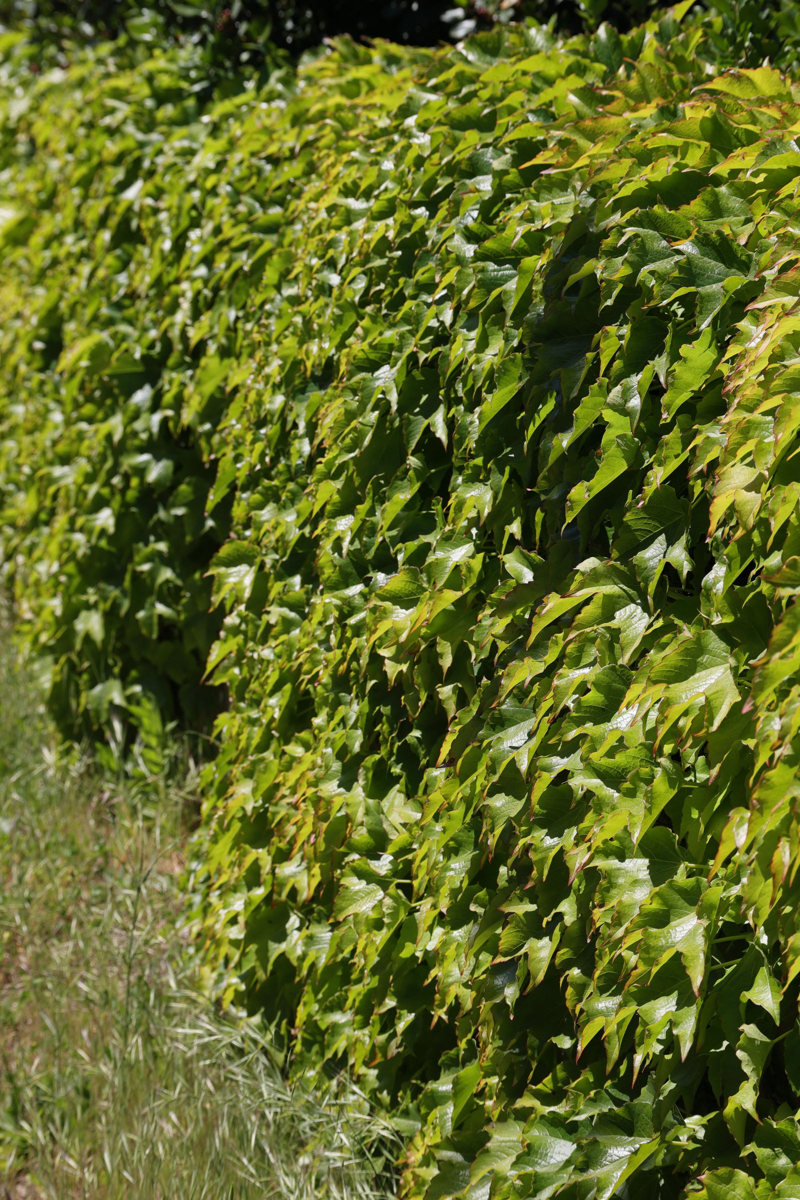 parthenocissus_tricuspidata9md