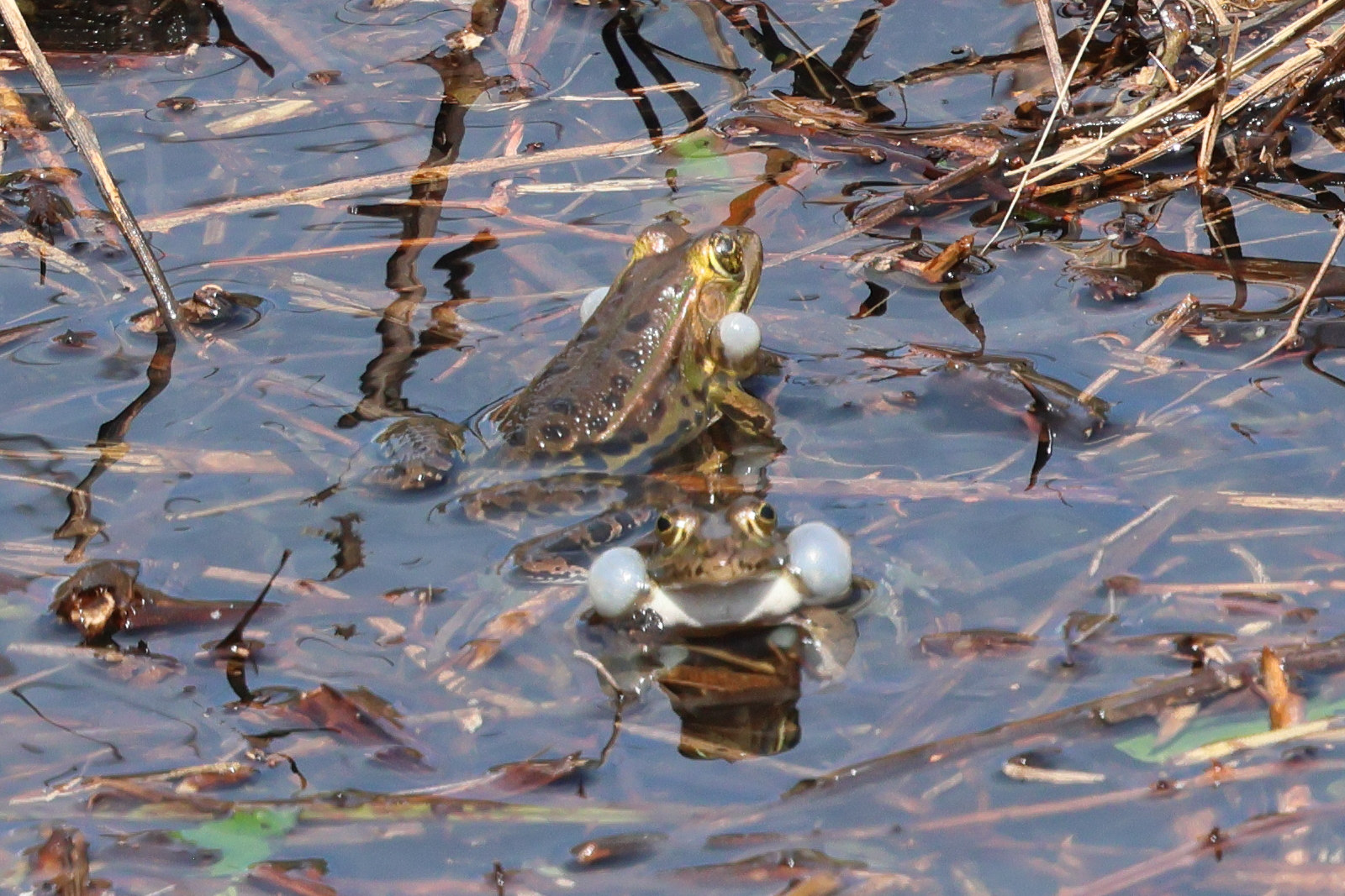 pelophylax_lessonae_bergeri4bd