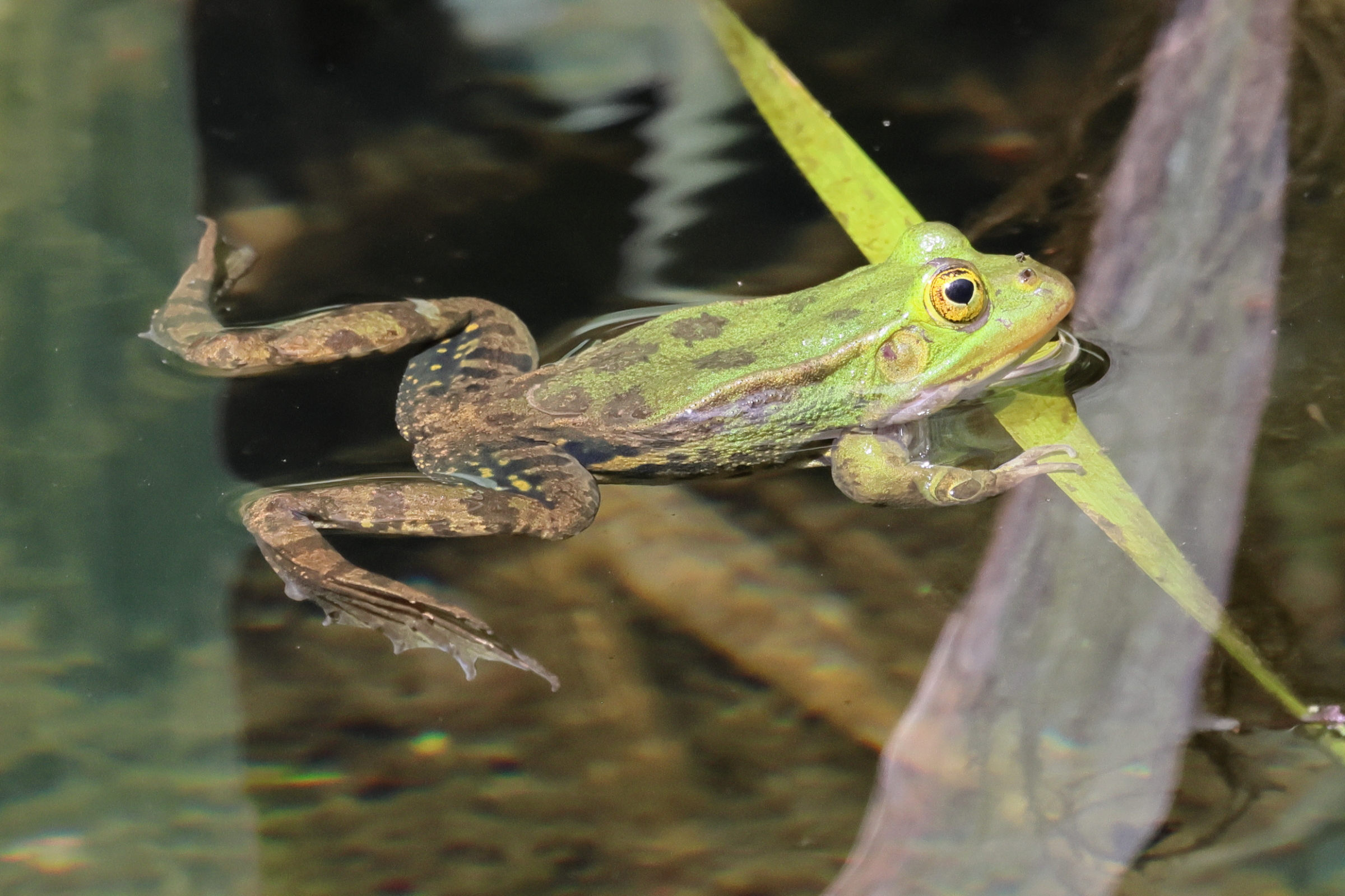 pelophylax_lessonae_bergeri5bd