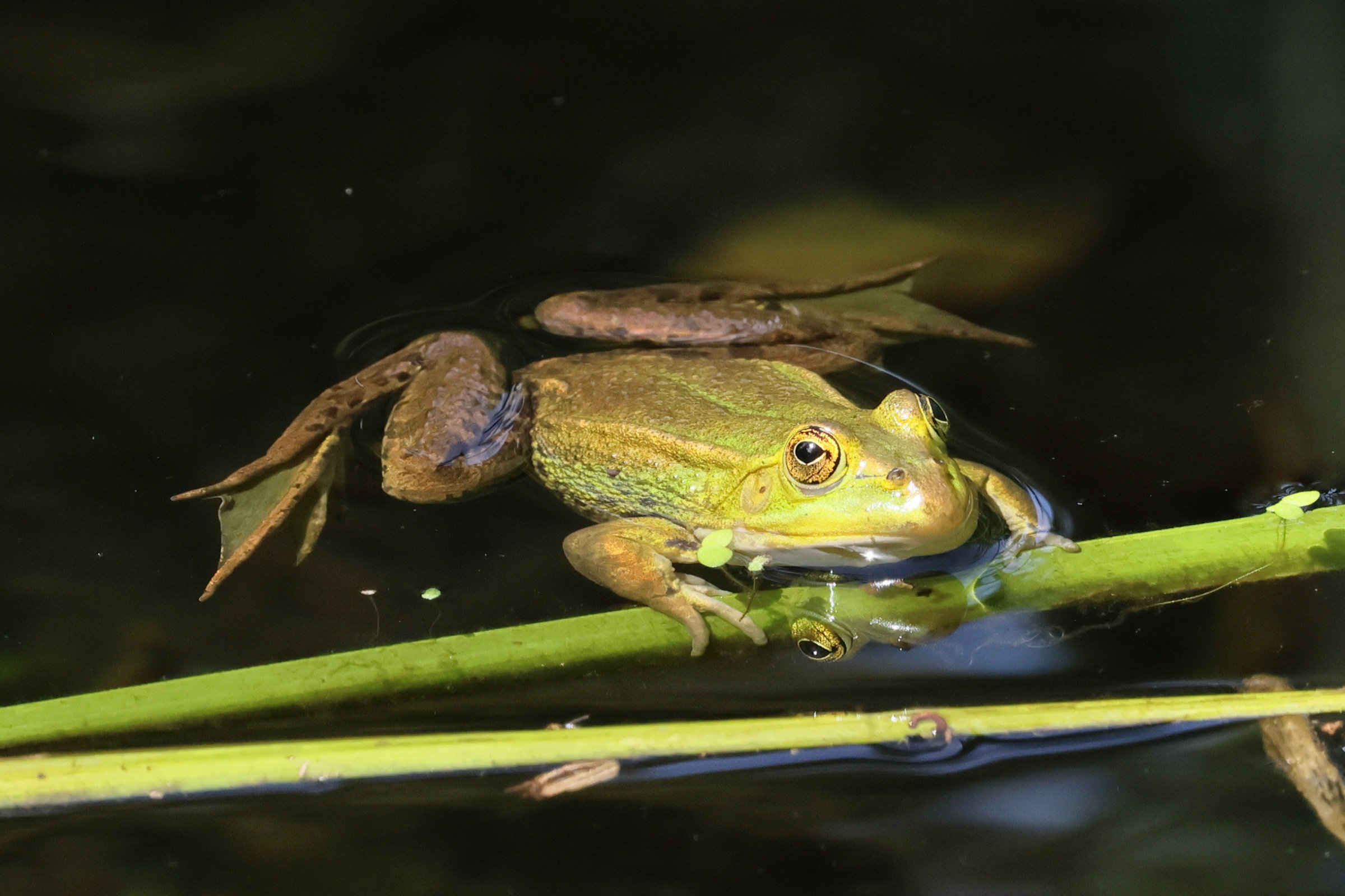 pelophylax_lessonae_bergeri6bd