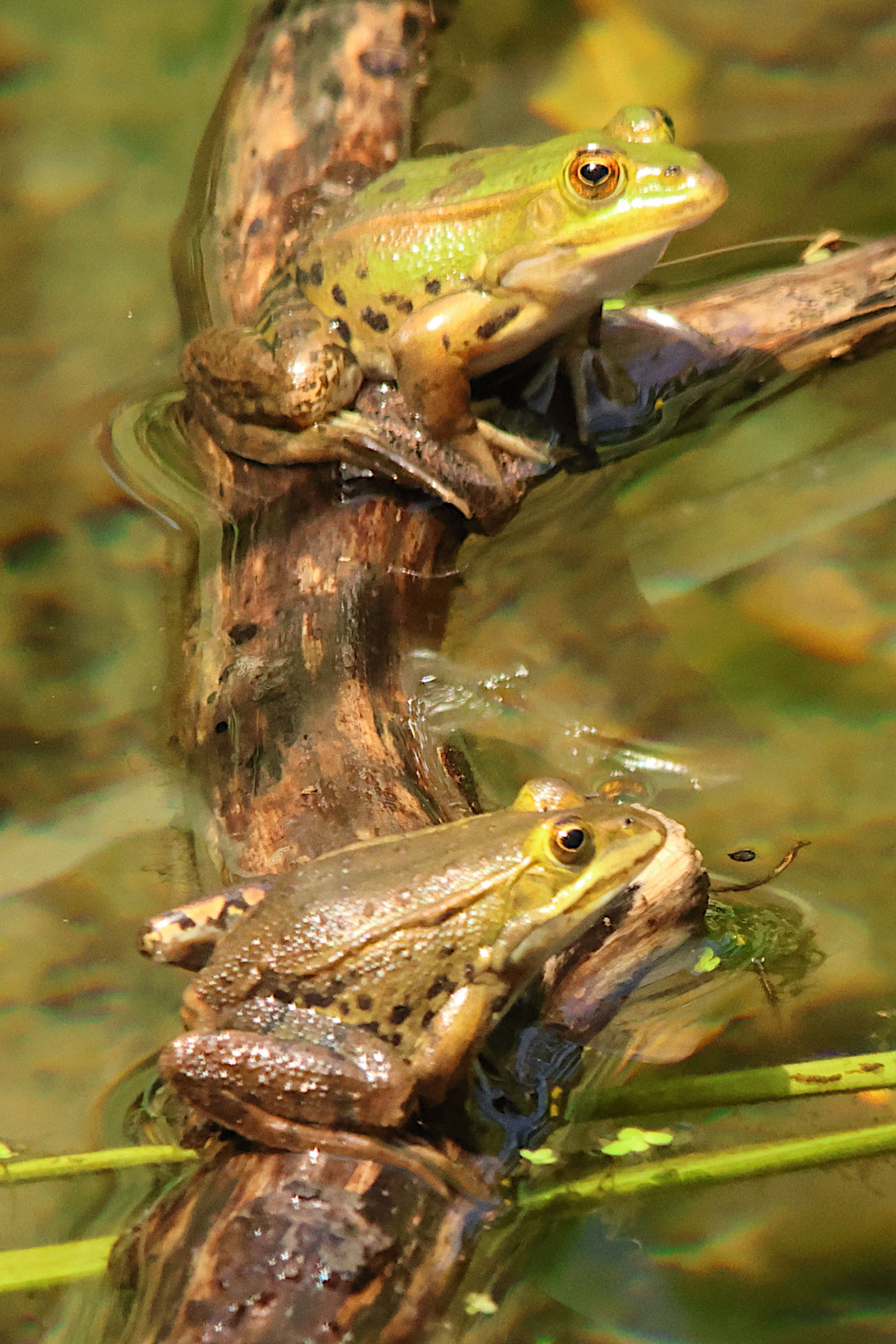 pelophylax_lessonae_bergeri7md
