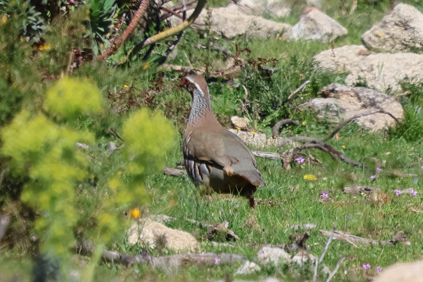 perdrix_rouge_-_alectoris_rufa4bd