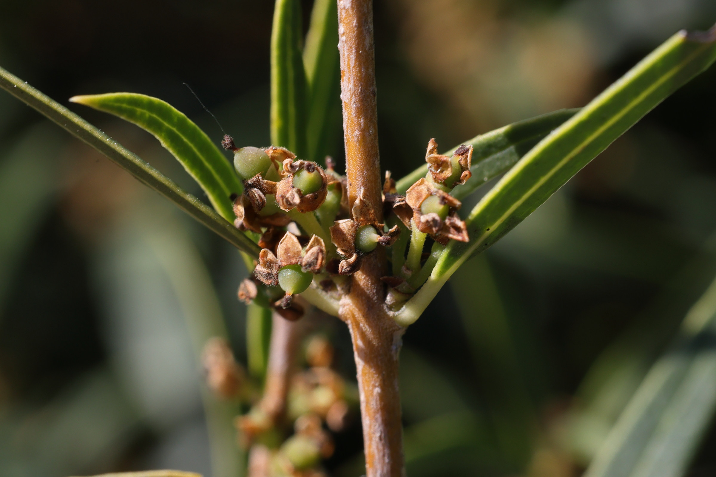 phillyrea_angustifolia7md